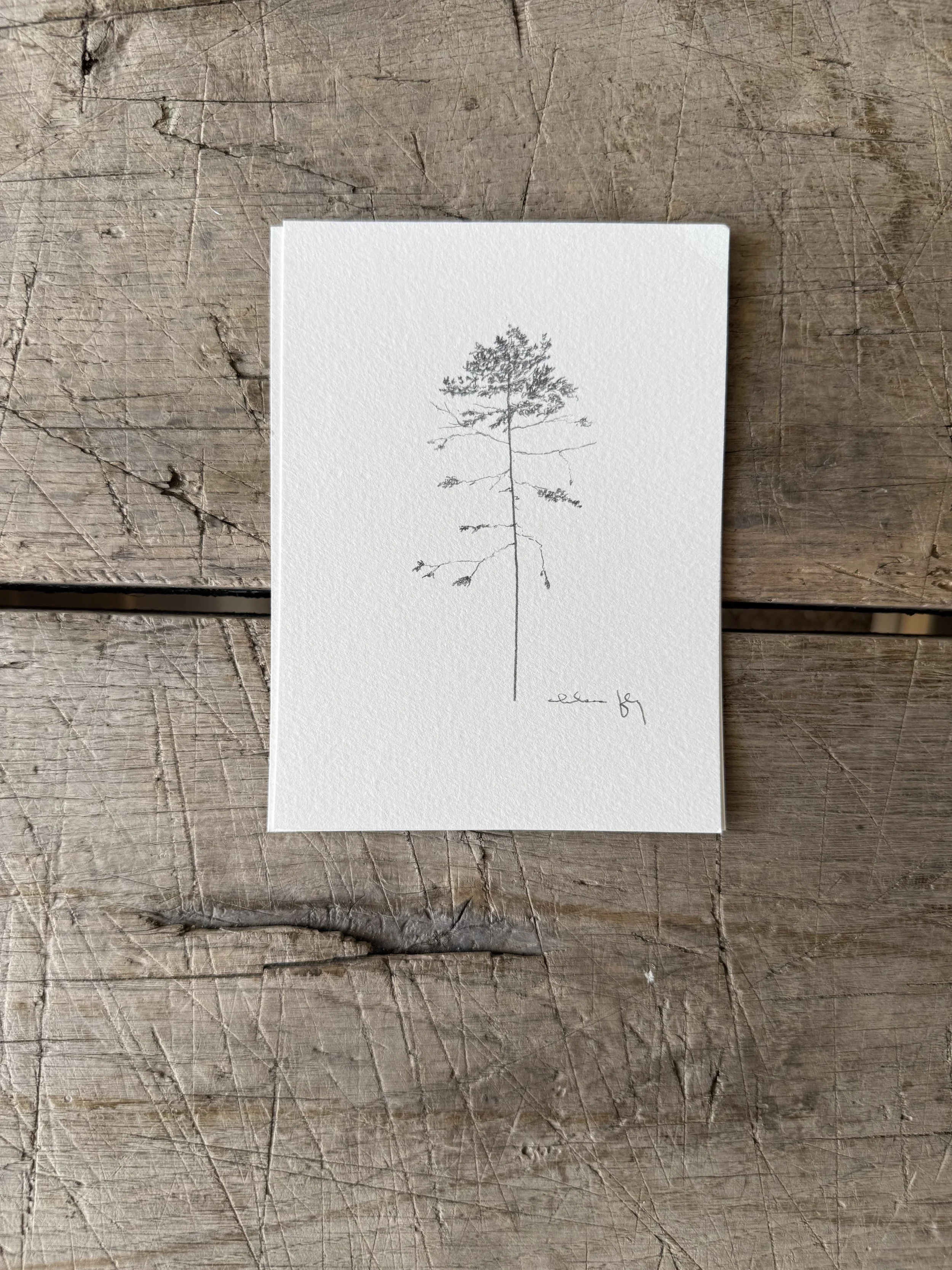 Tree Study on Paper