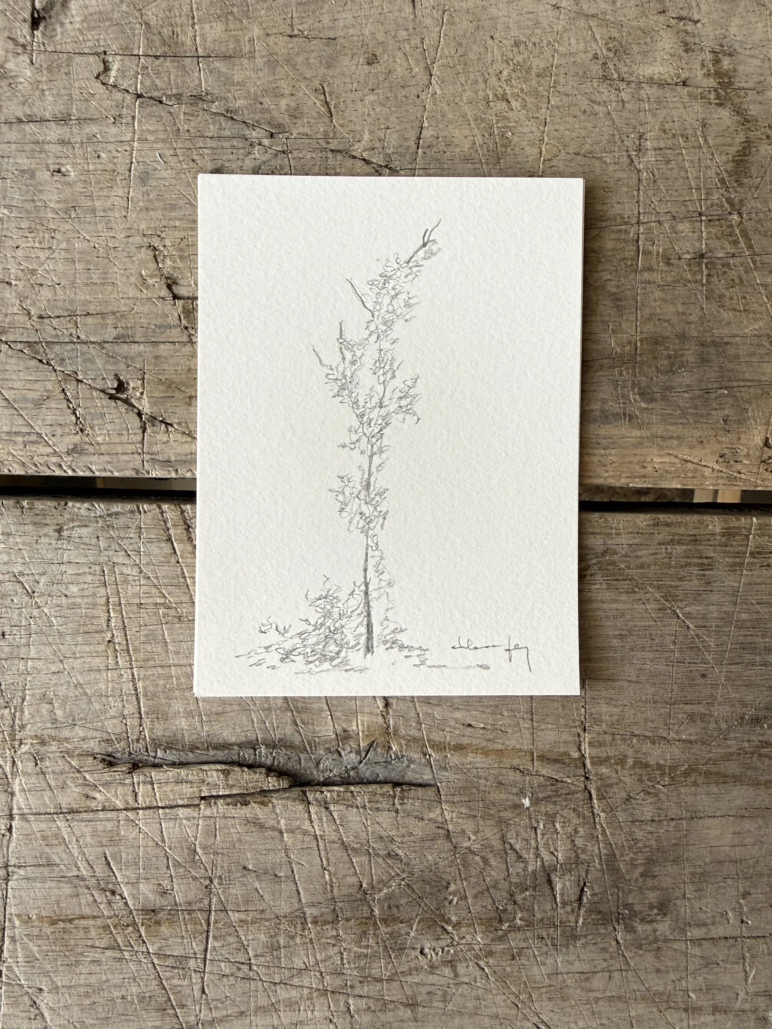 Tree Study on Paper
