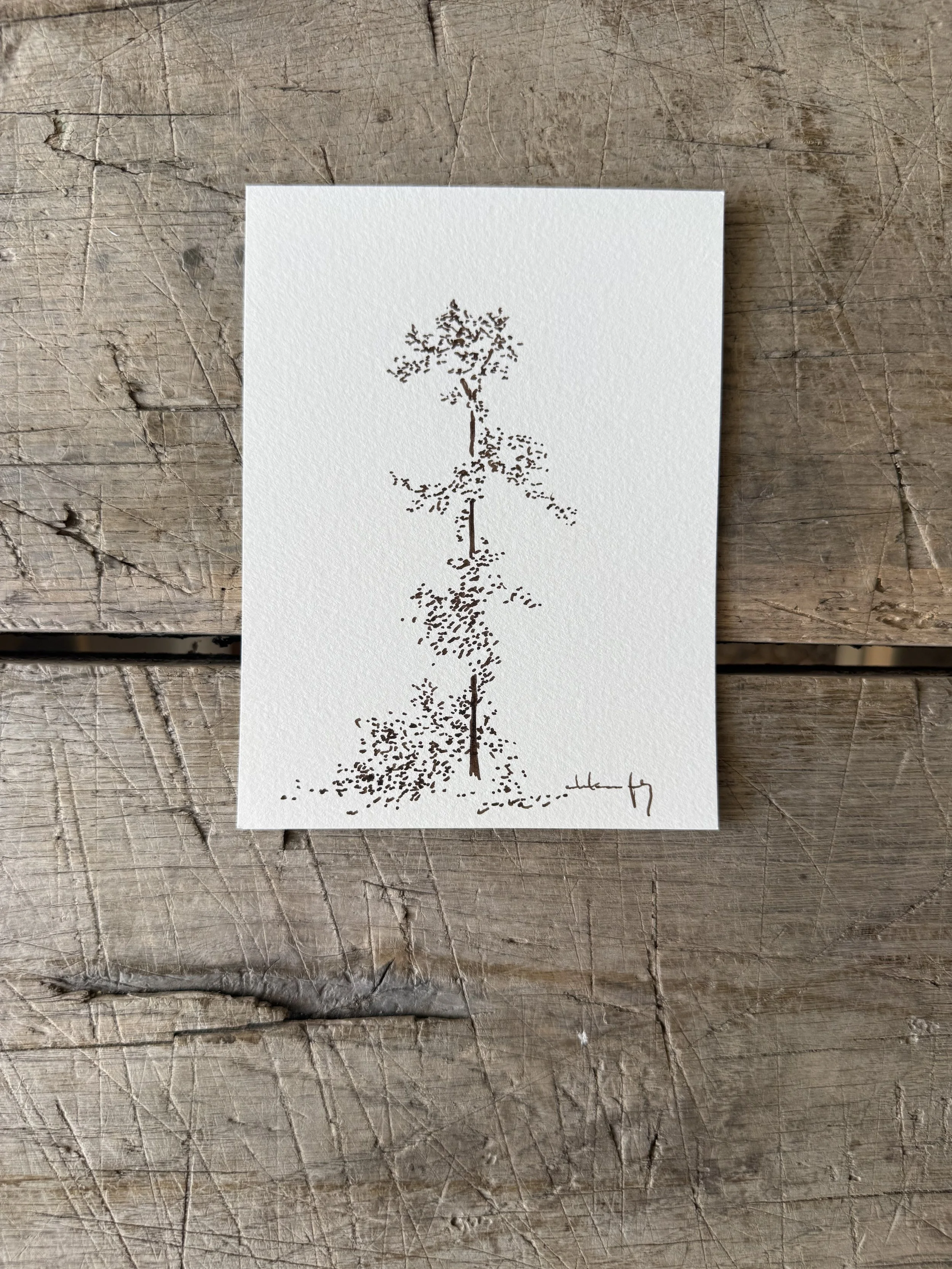 Tree Study on Paper