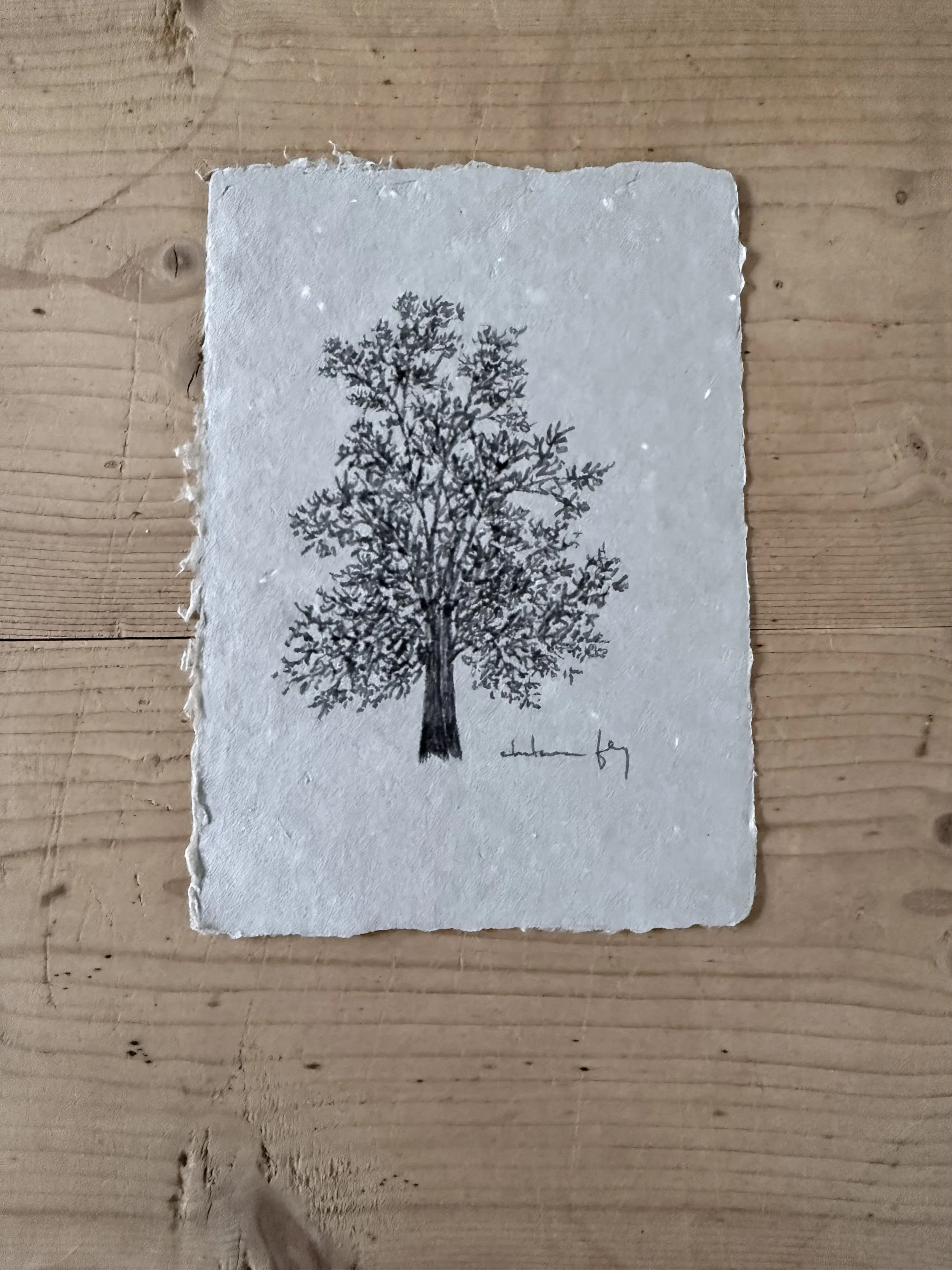 Tree Study on Gray Paper