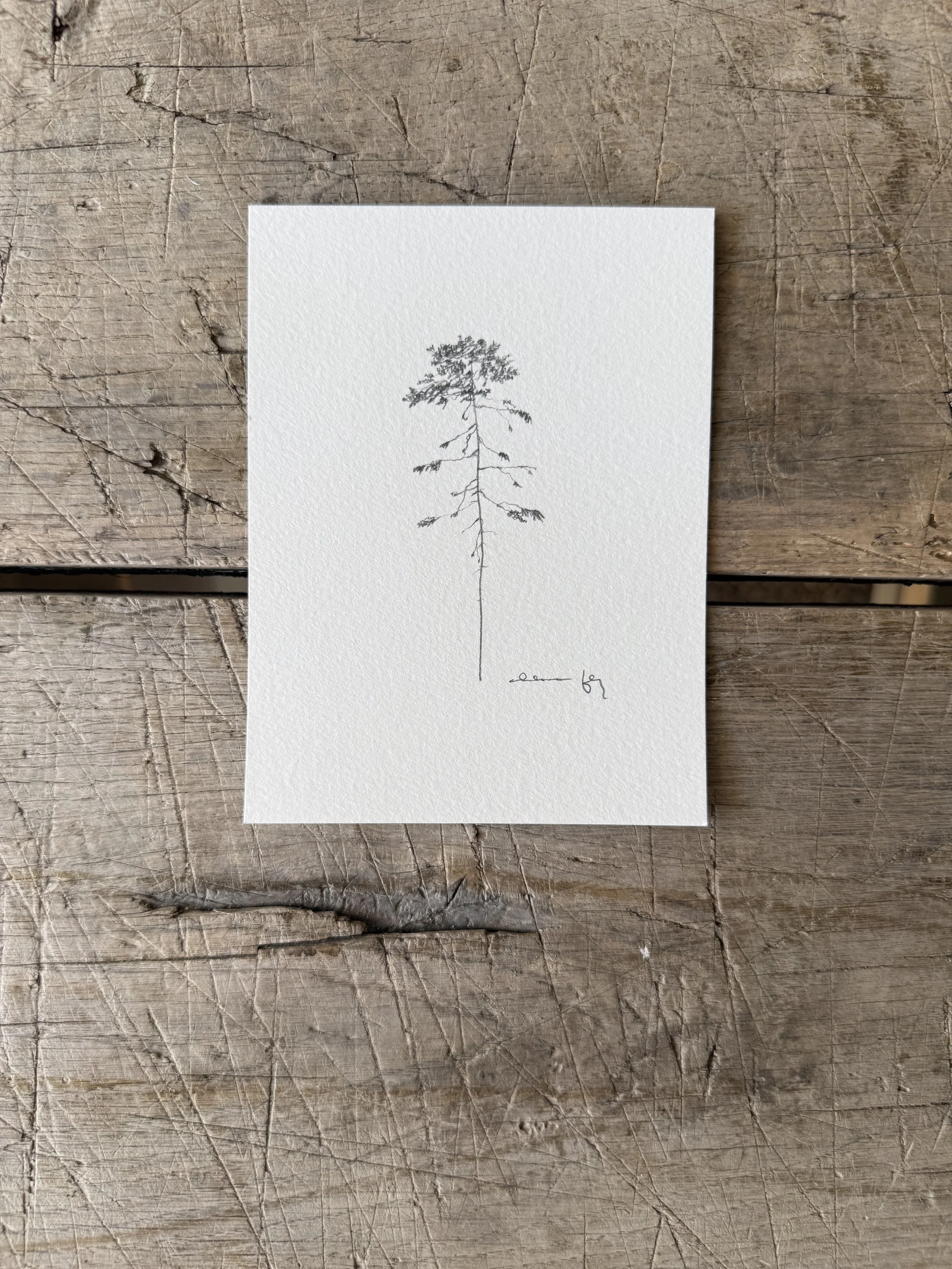 Tree Study on Paper
