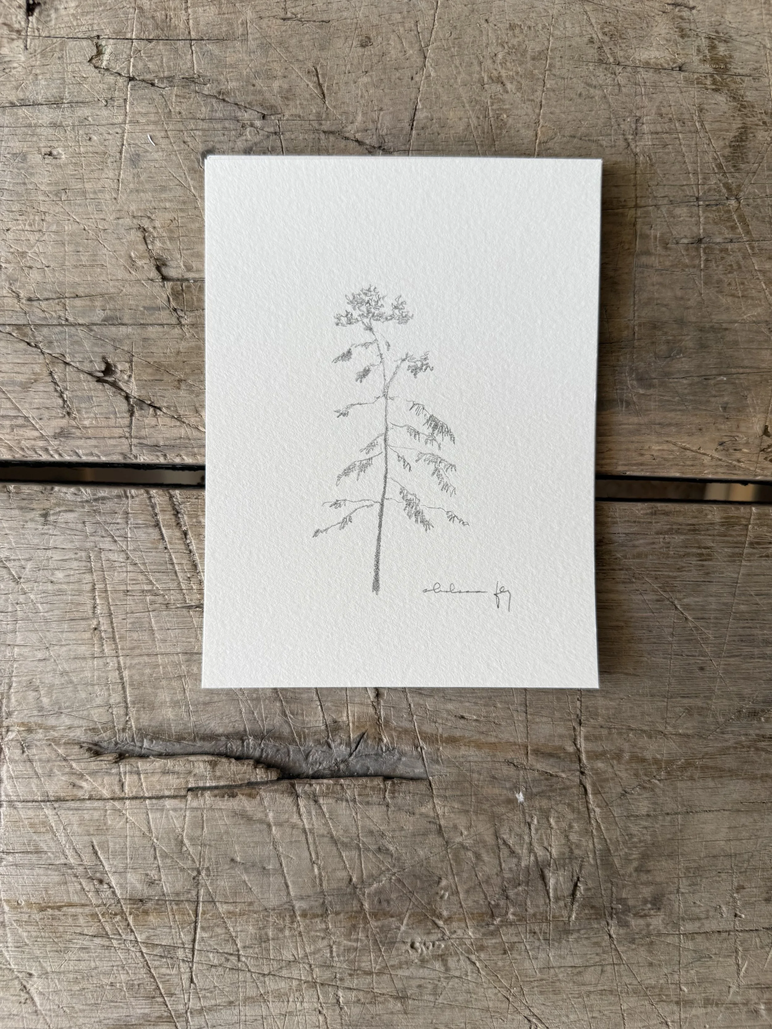 Tree Study on Paper