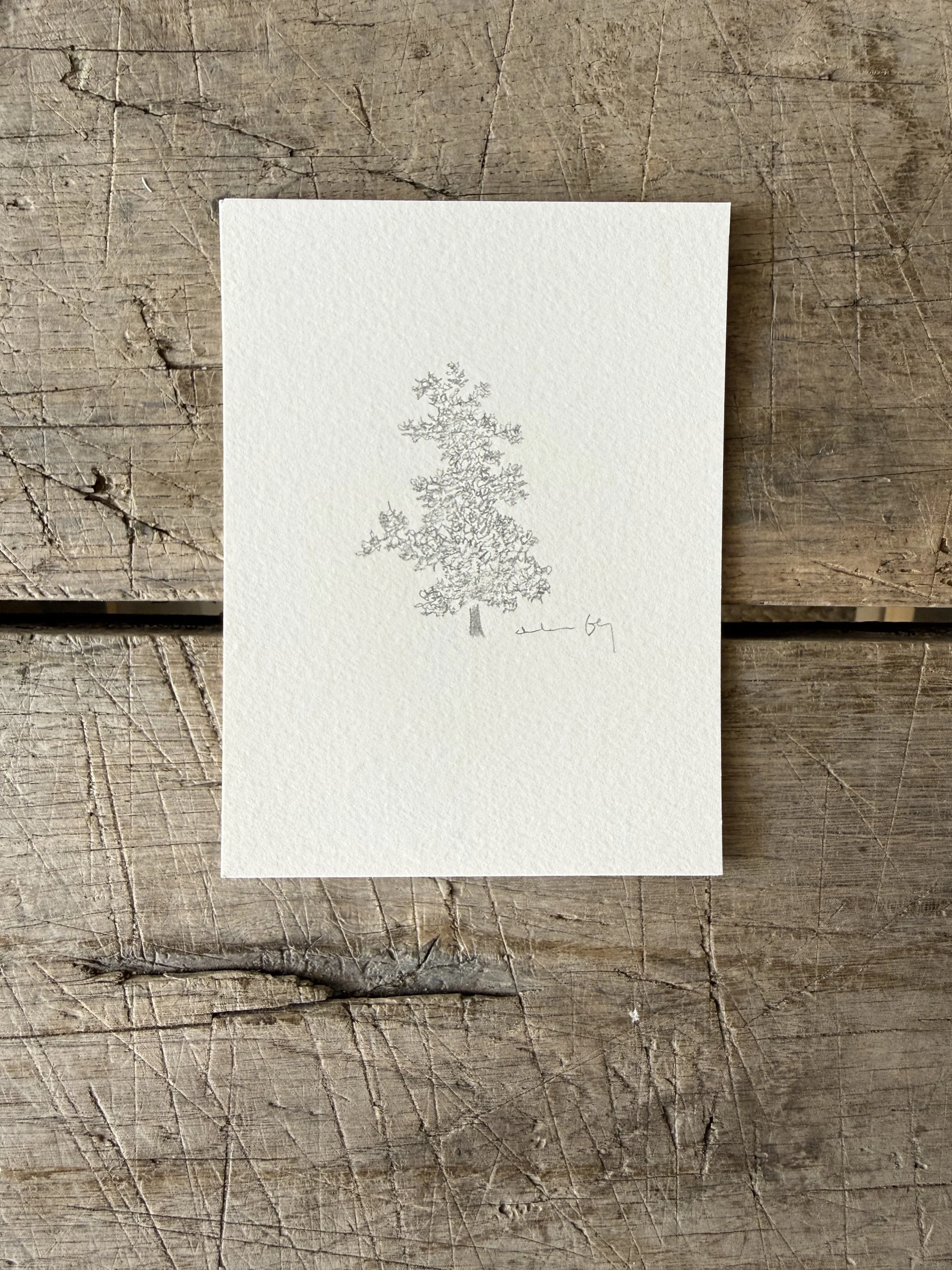 Tree Study on Paper