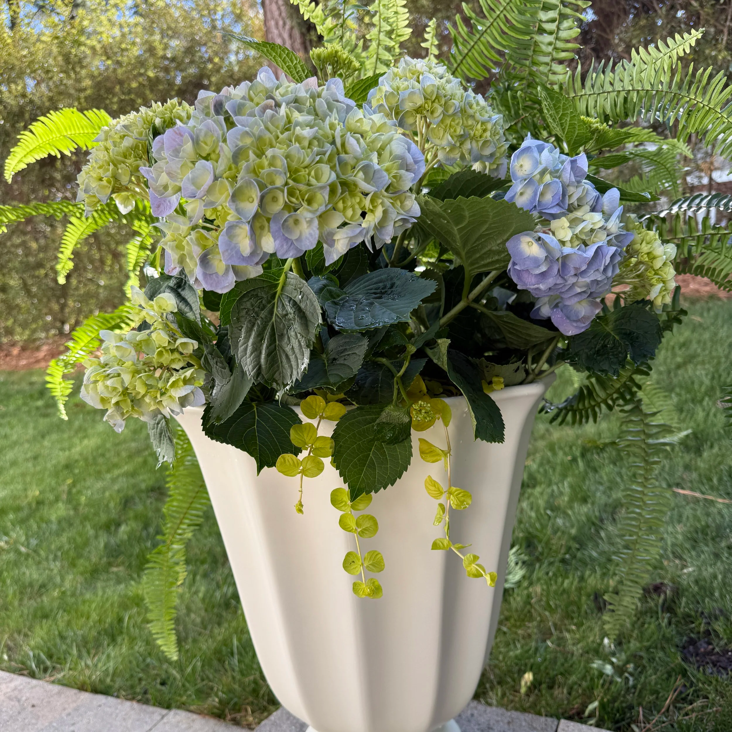 Close-up of blooming hydrangea flowers in shades of white, pale green, and blue, surrounded by green fern leaves, in an outdoor garden setting.
