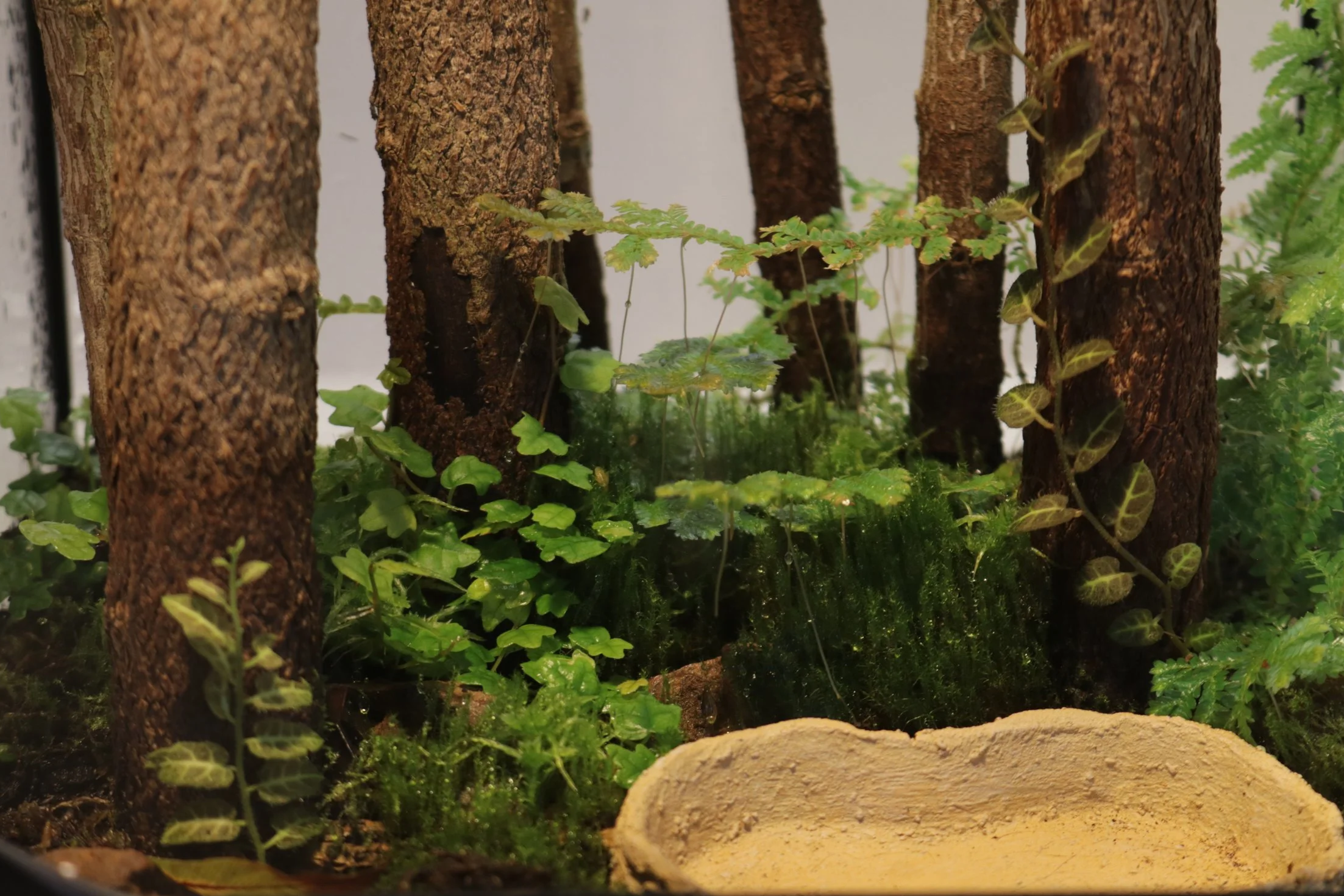 THE TABLETOP RAINFOREST - built at miniature scale, this living landscape evokes the depth and atmosphere of a full rainforest in a compact, design-forward form