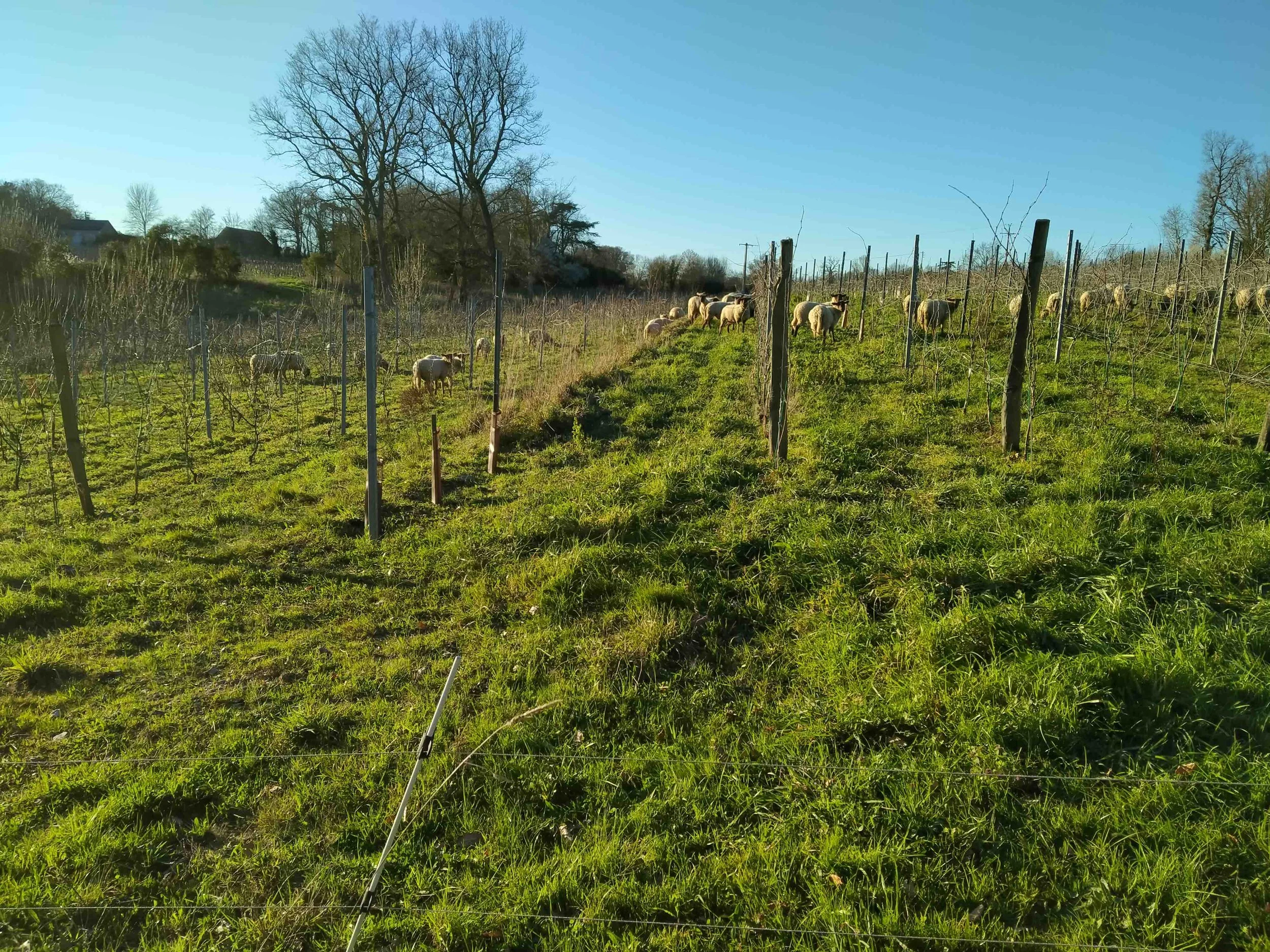 Vineyards.jpeg
