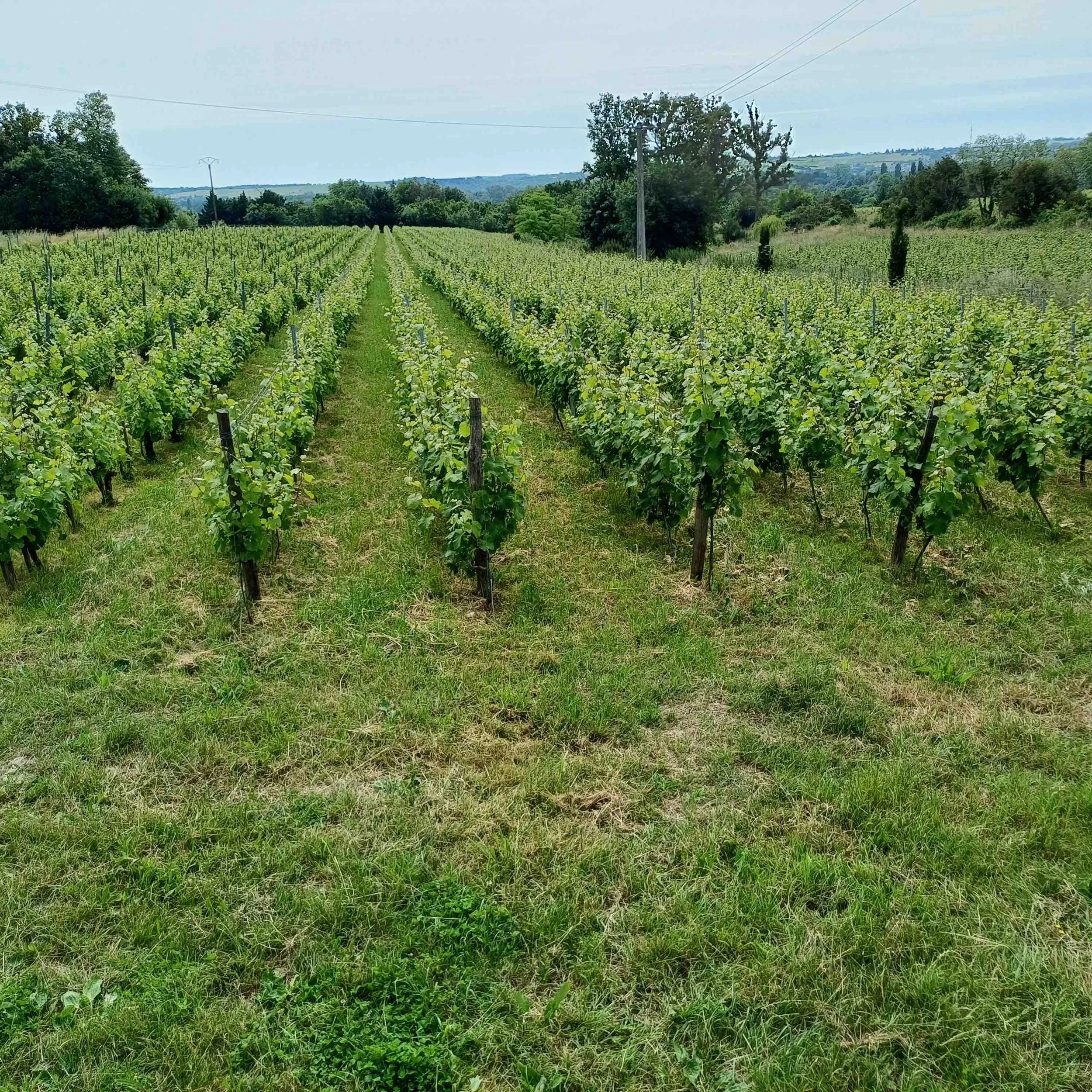 Vineyards 2.jpeg