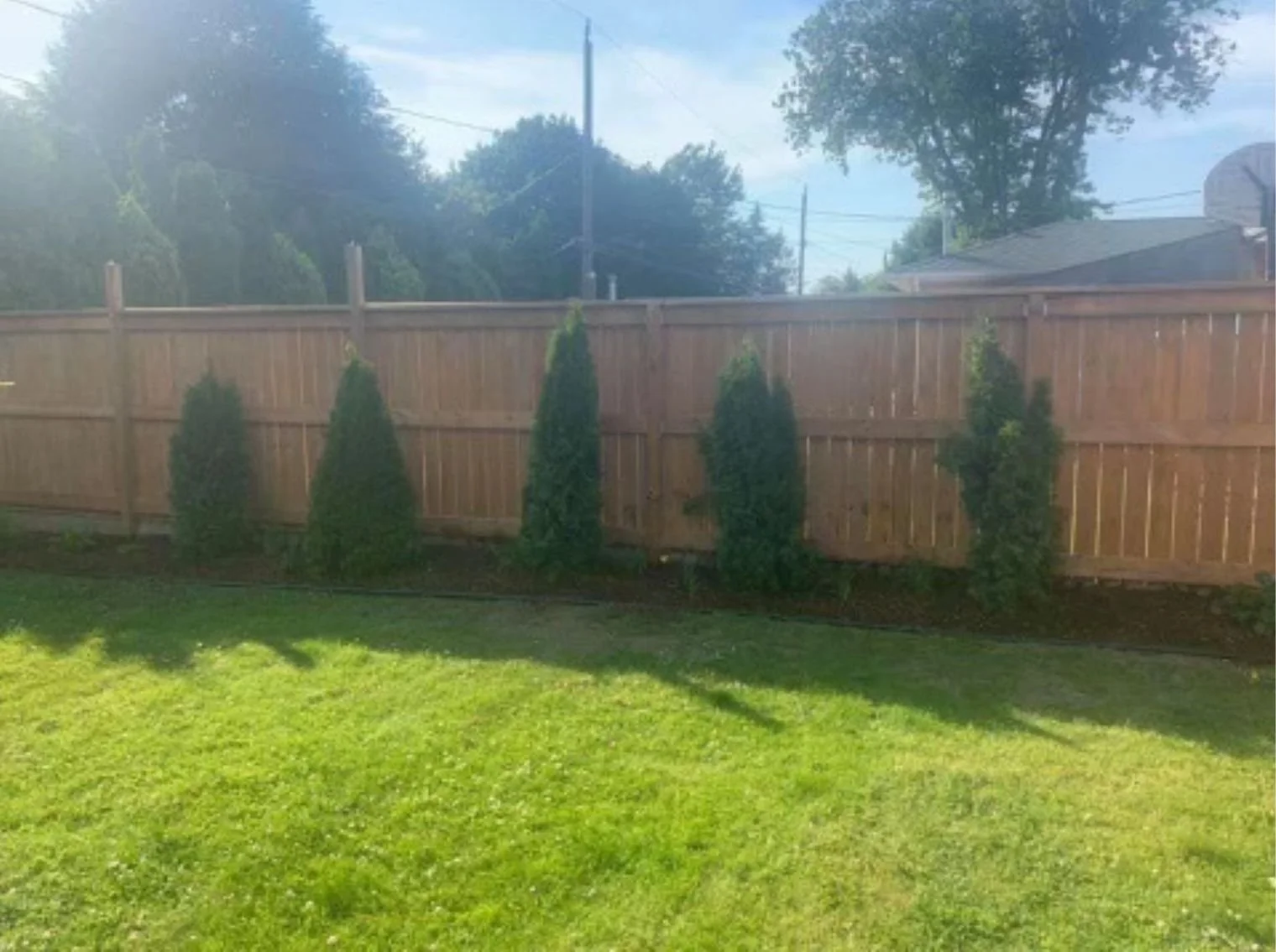 A backyard with green grass, a wooden fence, and five tall, narrow evergreen shrubs planted along the fence. Trees and power lines are visible beyond the fence.