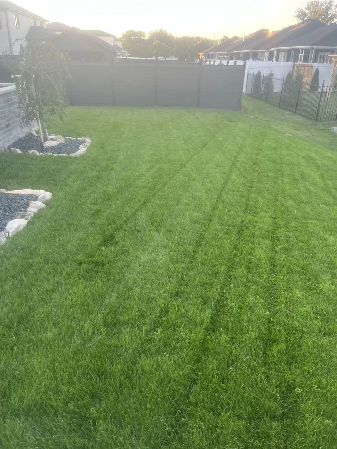 A backyard with a green lawn, bordered by flower beds with rocks and a small tree. A black privacy fence separates the yard from neighboring houses. The sky is clear with sunlight shining.