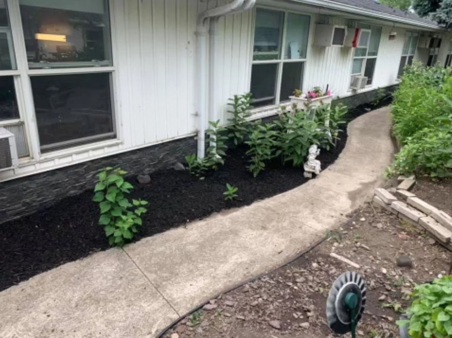 A sidewalk running alongside a white house with large windows and air conditioning units. There are newly planted bushes along the house, with fresh dark soil around them. The sidewalk curves to the right, with green bushes on the right side and some gardening tools and bricks nearby.