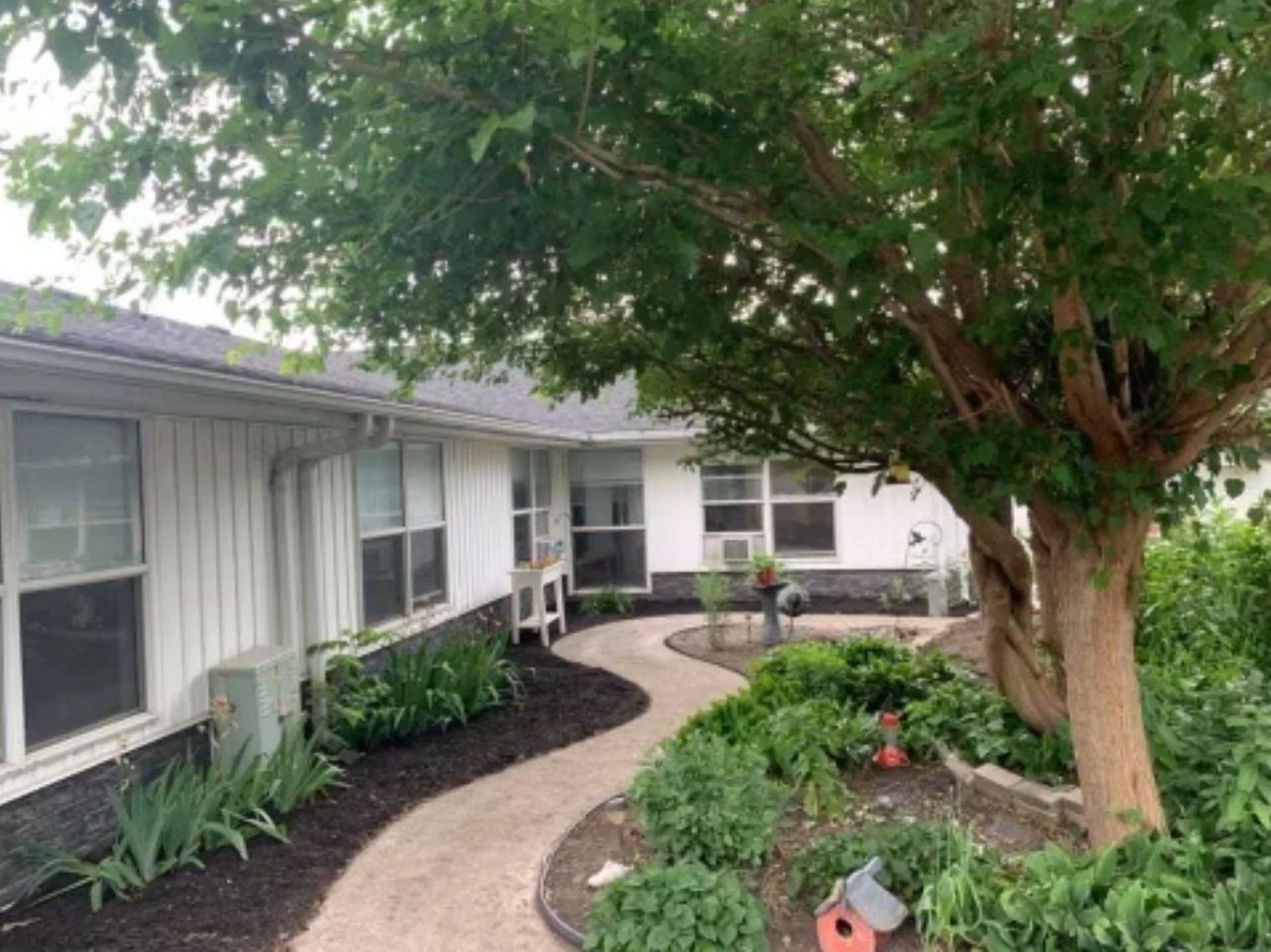 A backyard garden with a winding brick pathway, a large tree with lush foliage, and various green plants and shrubs along the perimeter of a white house with multiple windows.