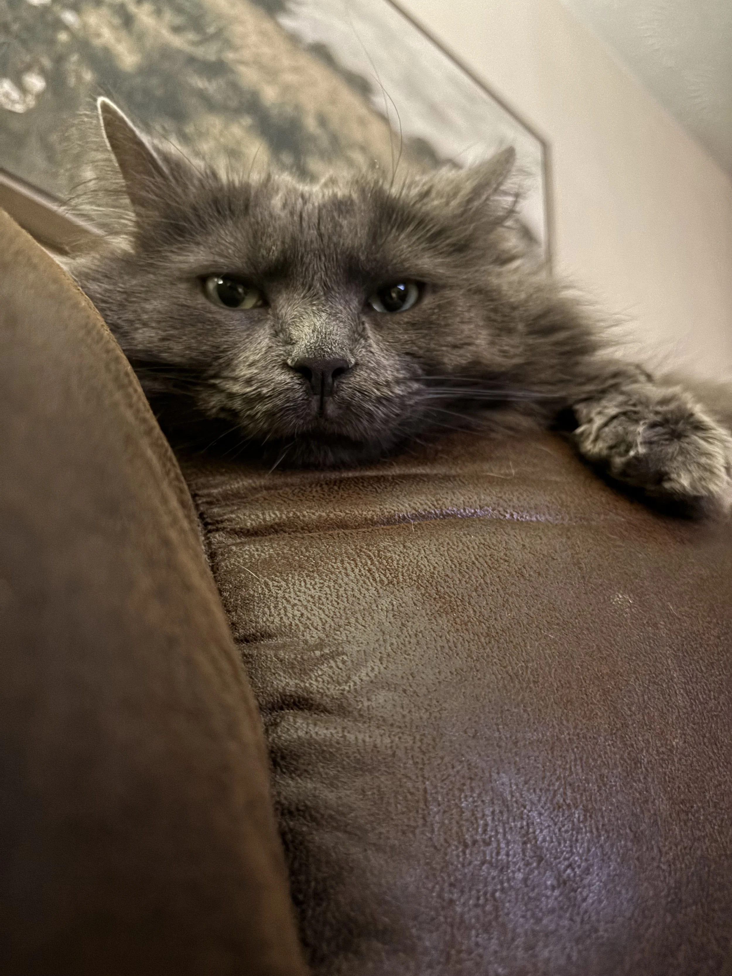 A gray tabby cat lying on a brown suede surface, resting its head and extending one paw, with a neutral expression.
