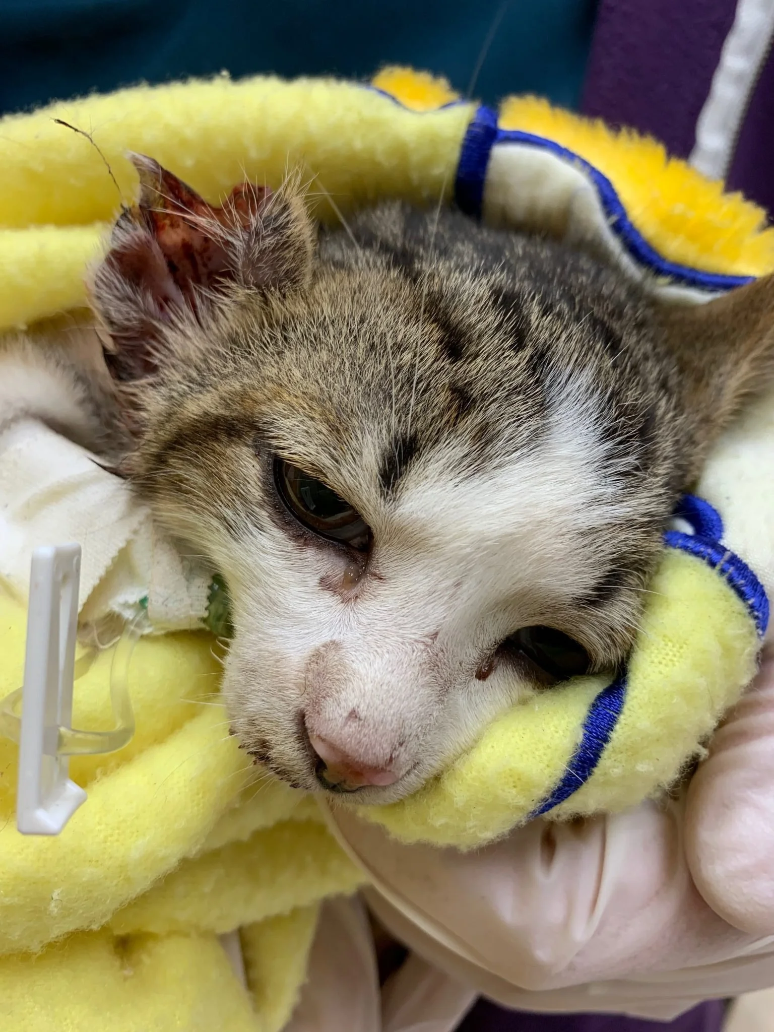 A Good News Story: Miracle Kitten