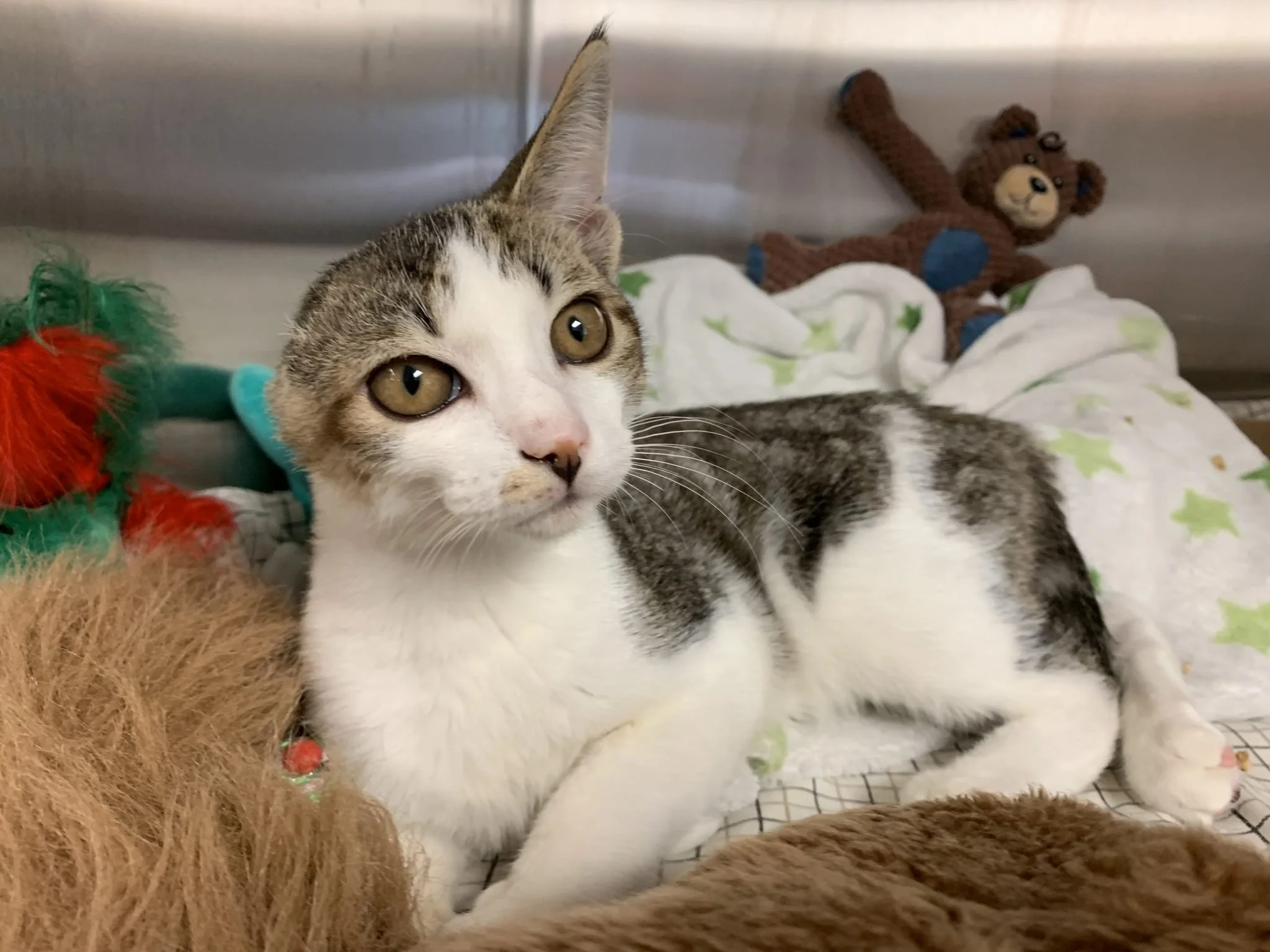 Vincent The Miracle Kitten Needs Your Help