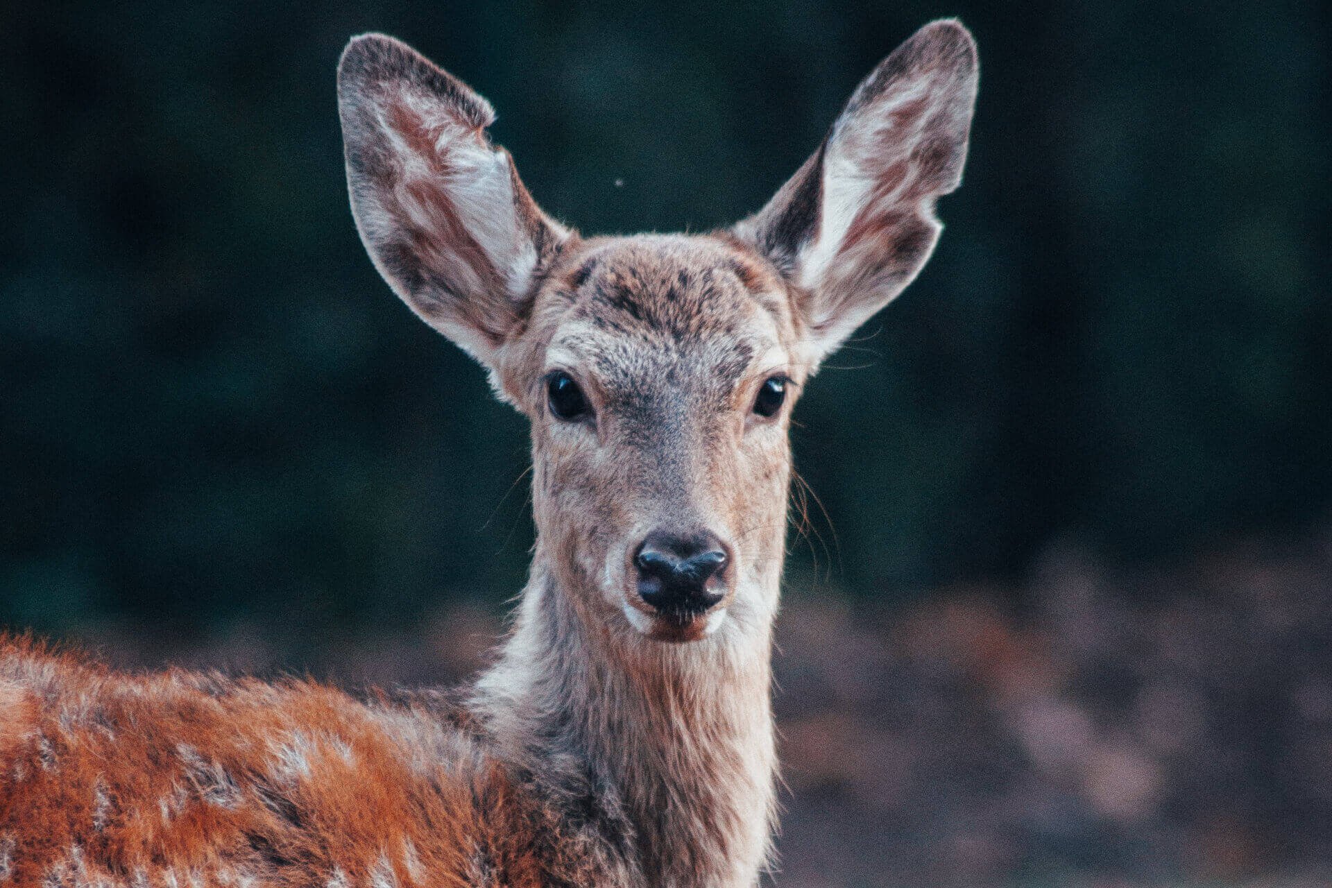 Non-Lethal Deer Management Options in New Jersey