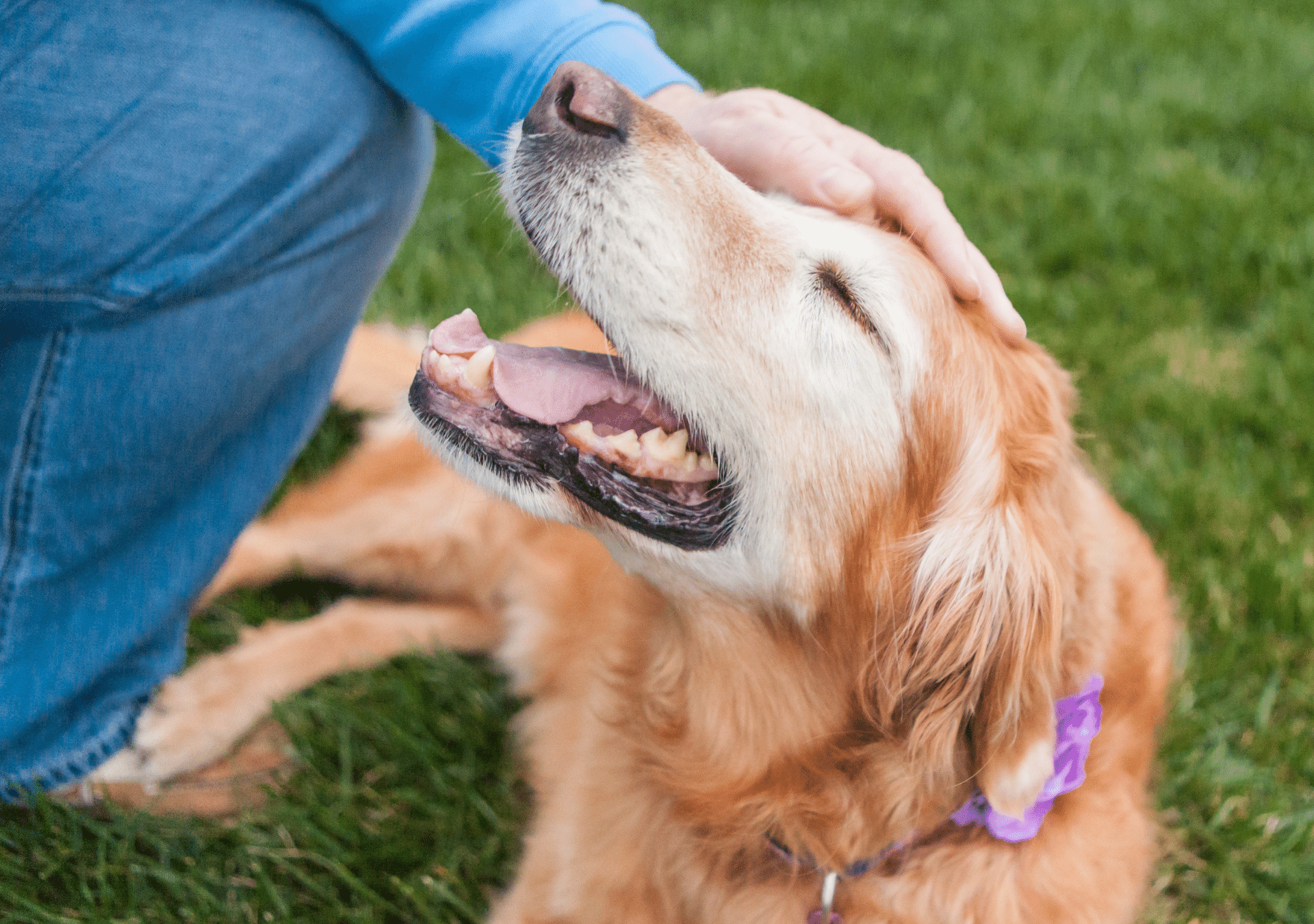 How Helping Animals Helps Us