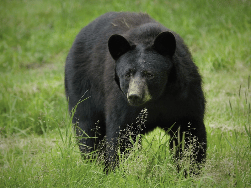 NJ Fish and Game Council: How One Bill Can Save Countless Bear Lives