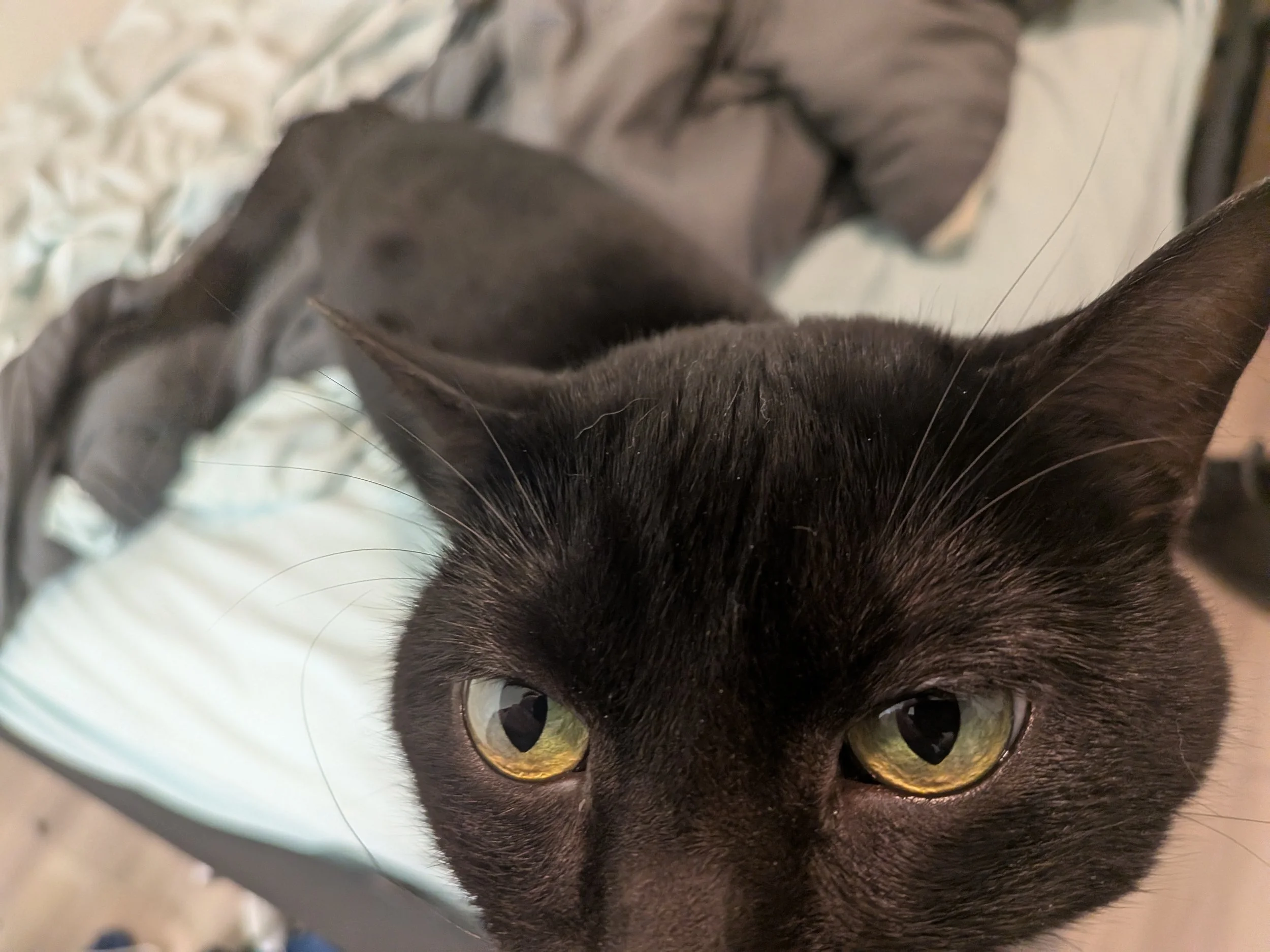 Black cat close up