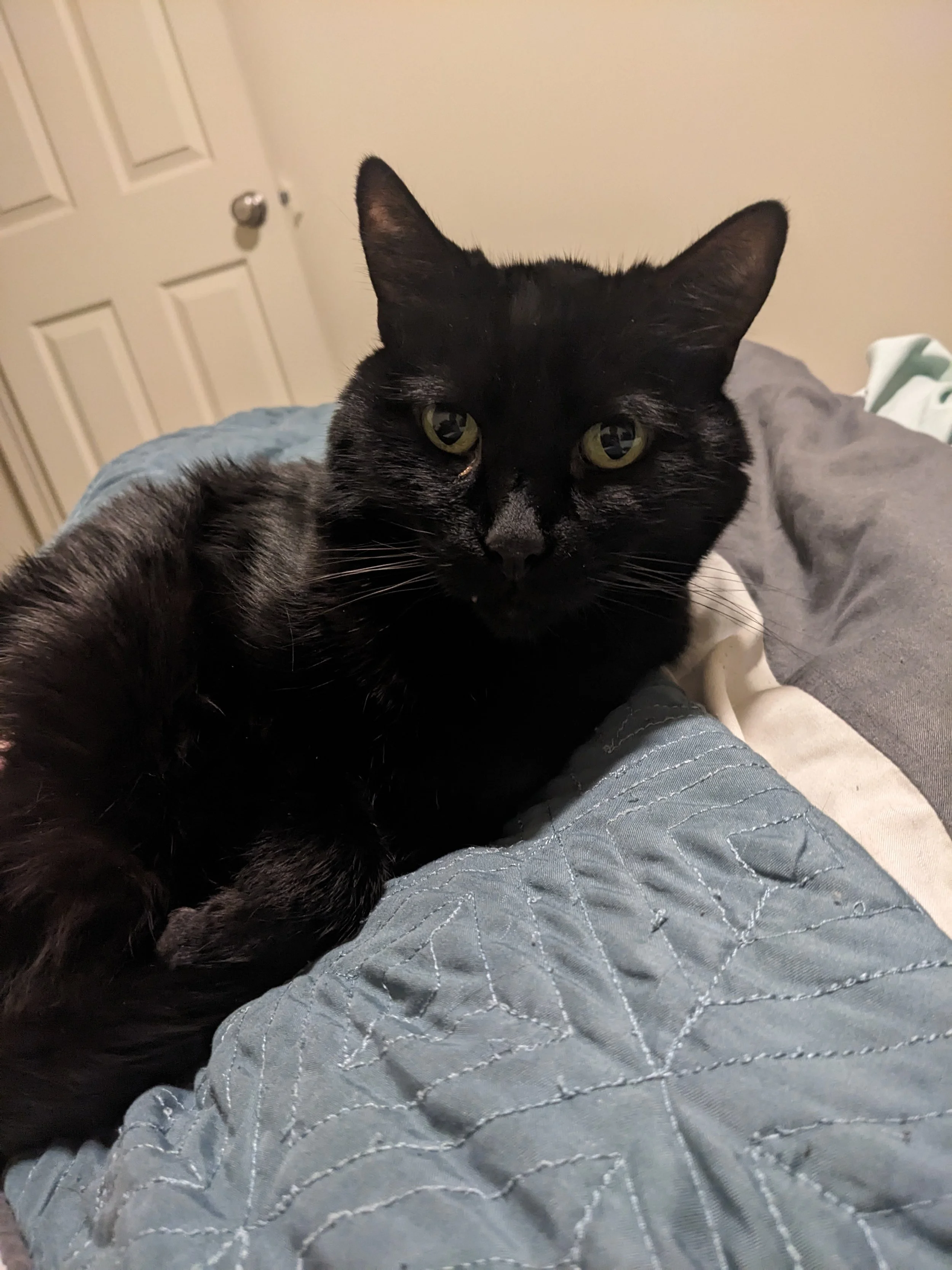 Black cat laying on it's side, facing the camera