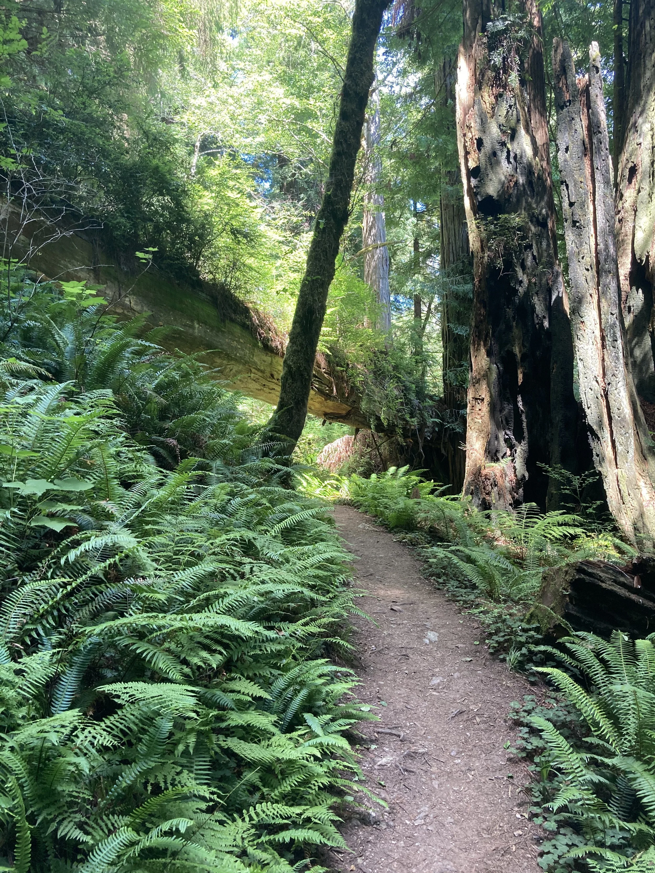 A dirt trail winding through a dense forest with tall trees, green ferns, and lush foliage.