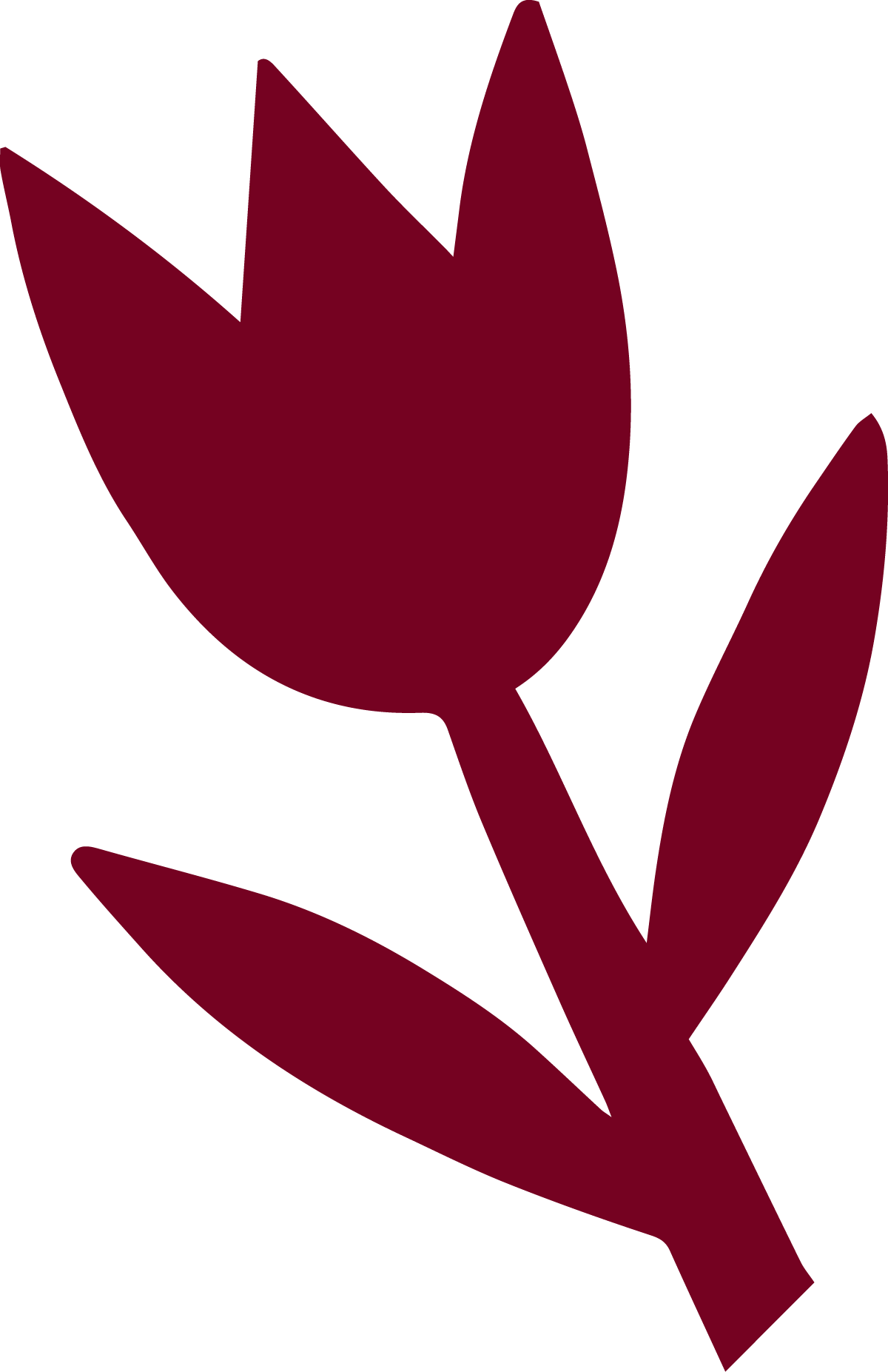 A stylized burgundy tulip flower with leaves on a black background.