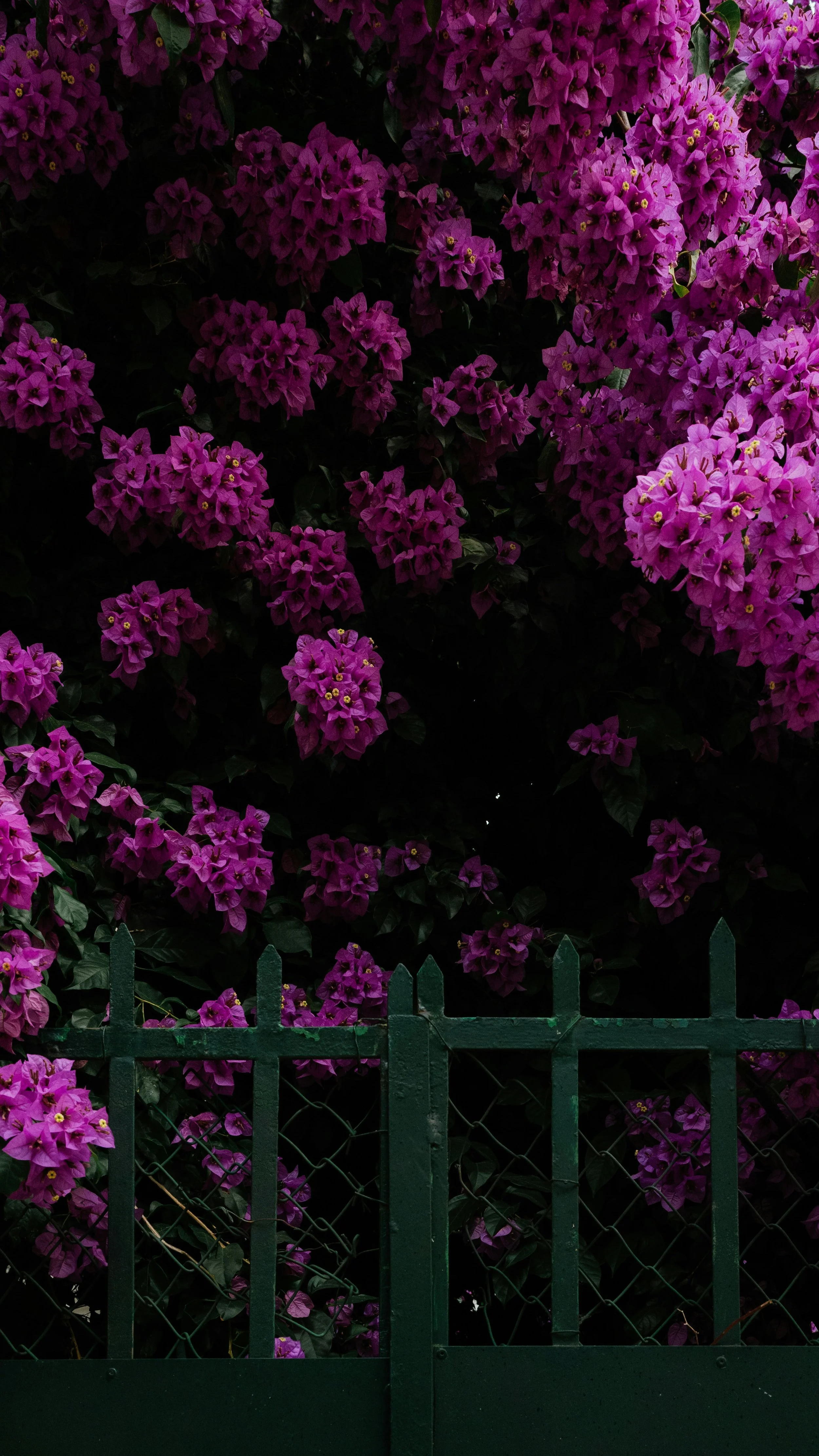 A green metal fence in front of a large bush of vibrant pink and purple bougainvillea flowers.