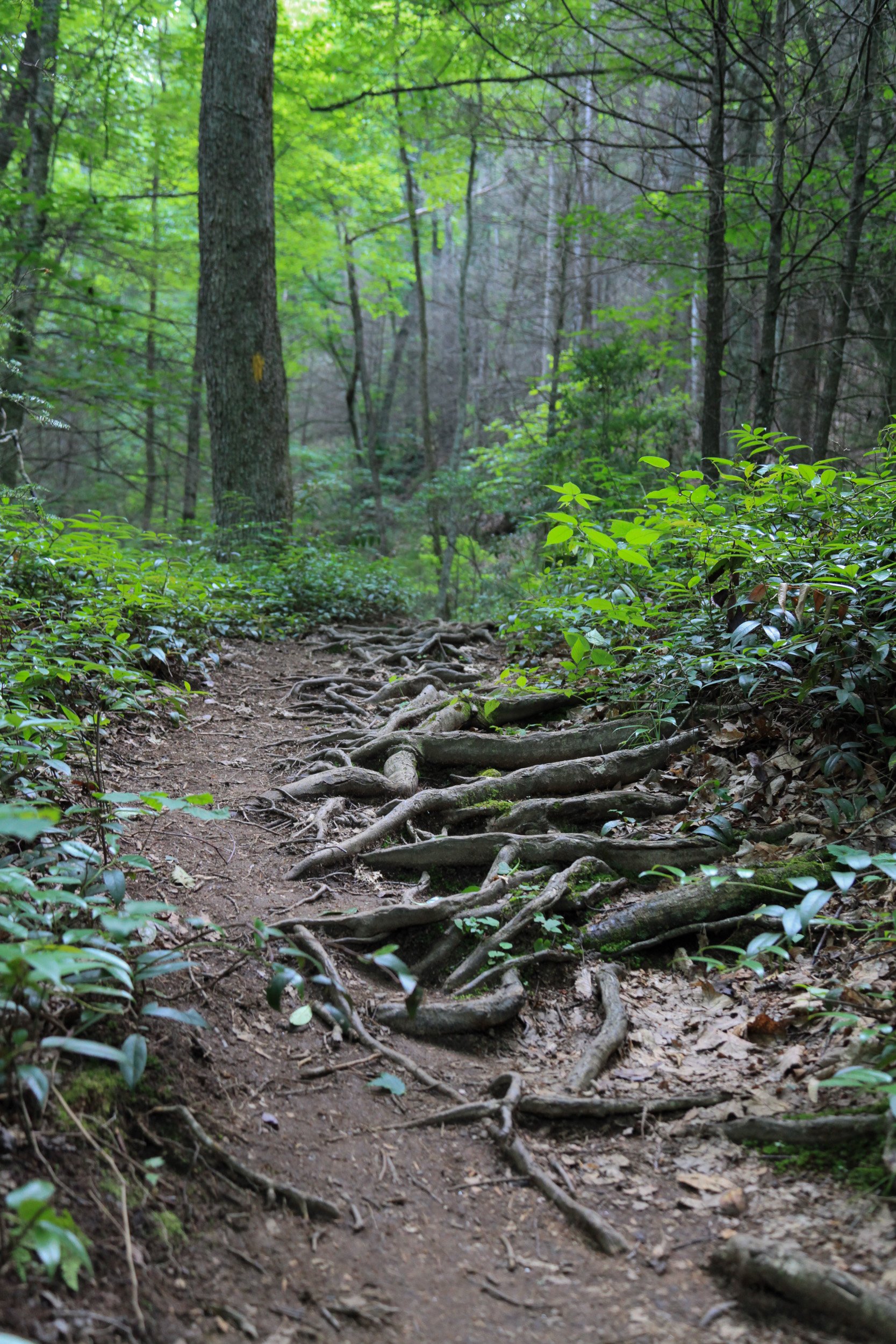 A pathway leading into a forest with exposed tree roots and lush green foliage. A symbol of the spiritual journey and the path leading us on.