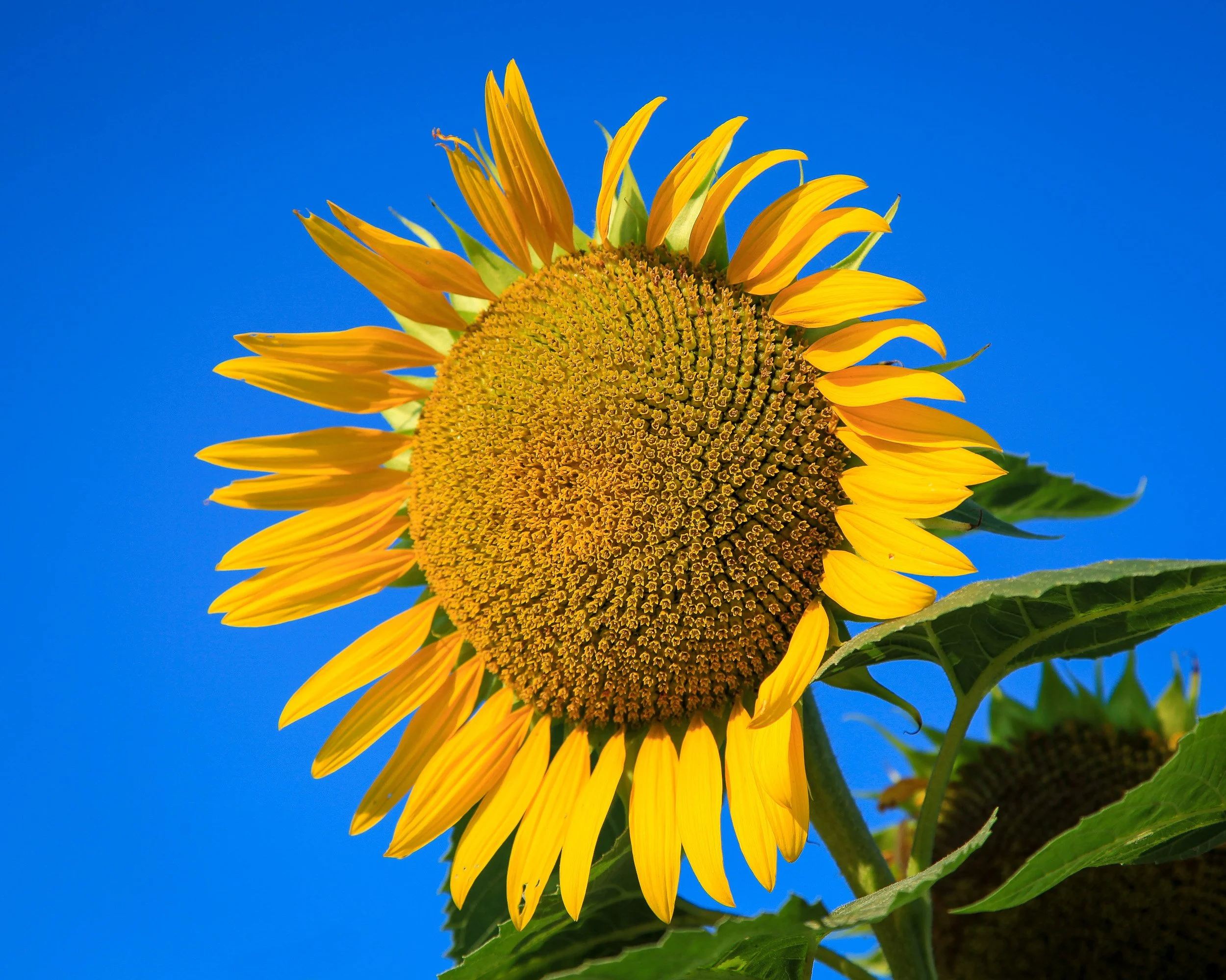 A close-up of a sunflower with bright yellow petals and a large brown center, against a clear blue sky.