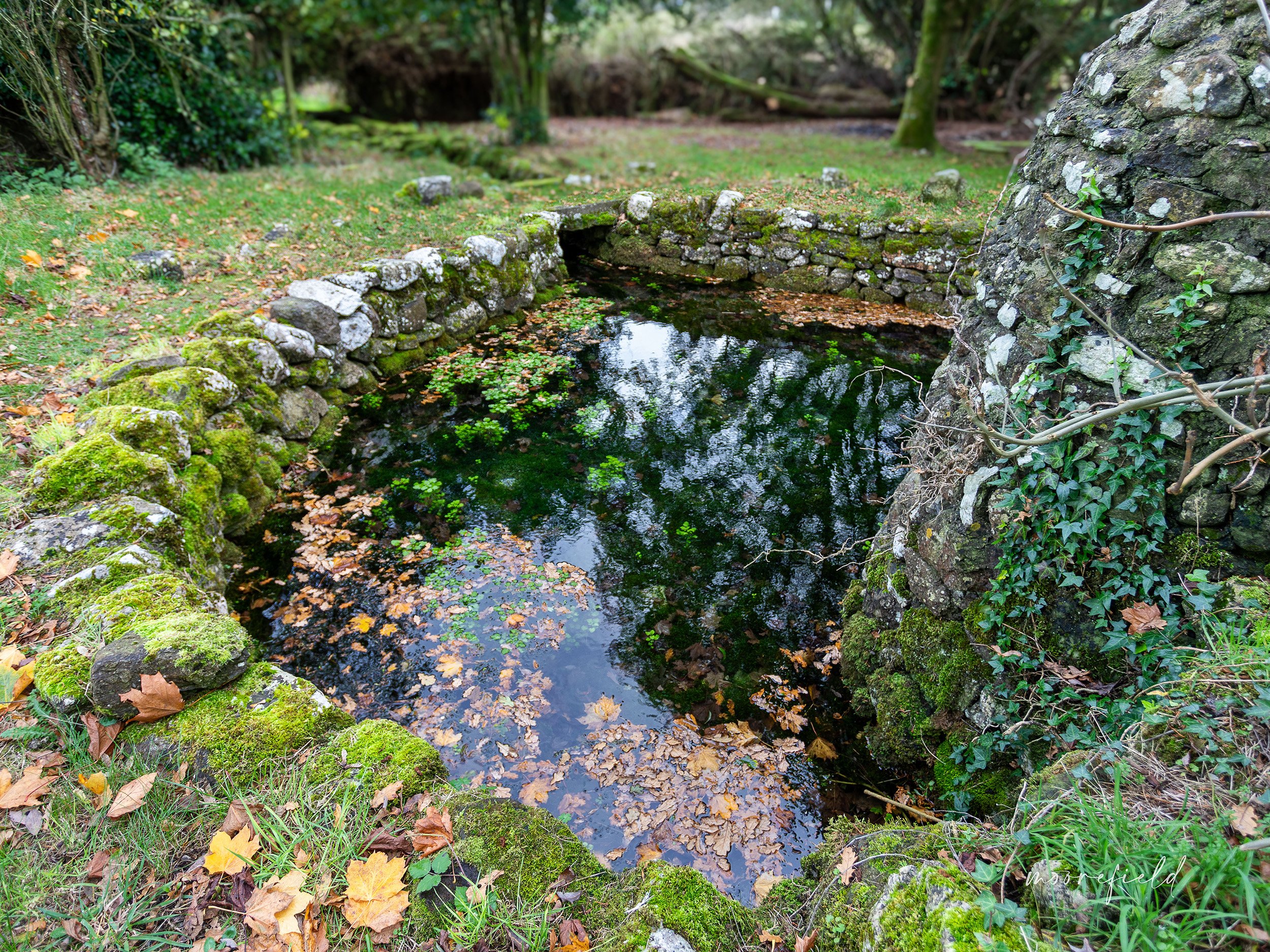 A holy well of St. Brigid in Ireland with a stone border, surrounded by green moss and fallen leaves, in a wooded area.
