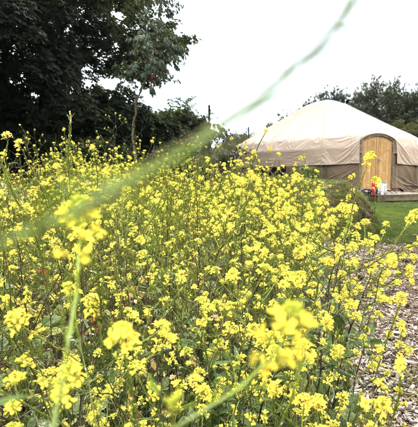 A beige yurt with a wooden door situated on a grassy area, with a large patch of yellow flowers in the foreground and trees in the background.