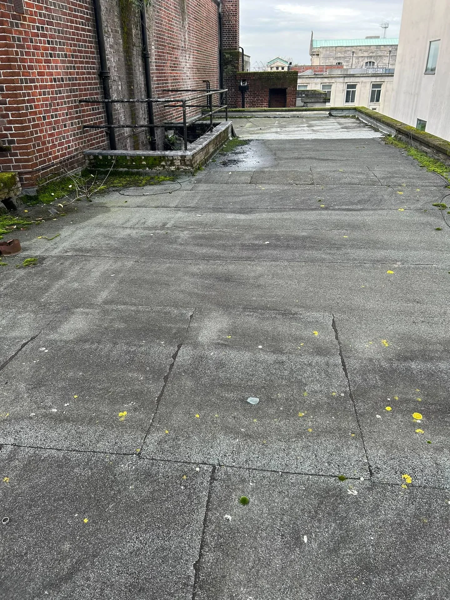 Urban rooftop with concrete surface, moss and small plants growing along the edges, brick and white building walls, distant cityscape and overcast sky.