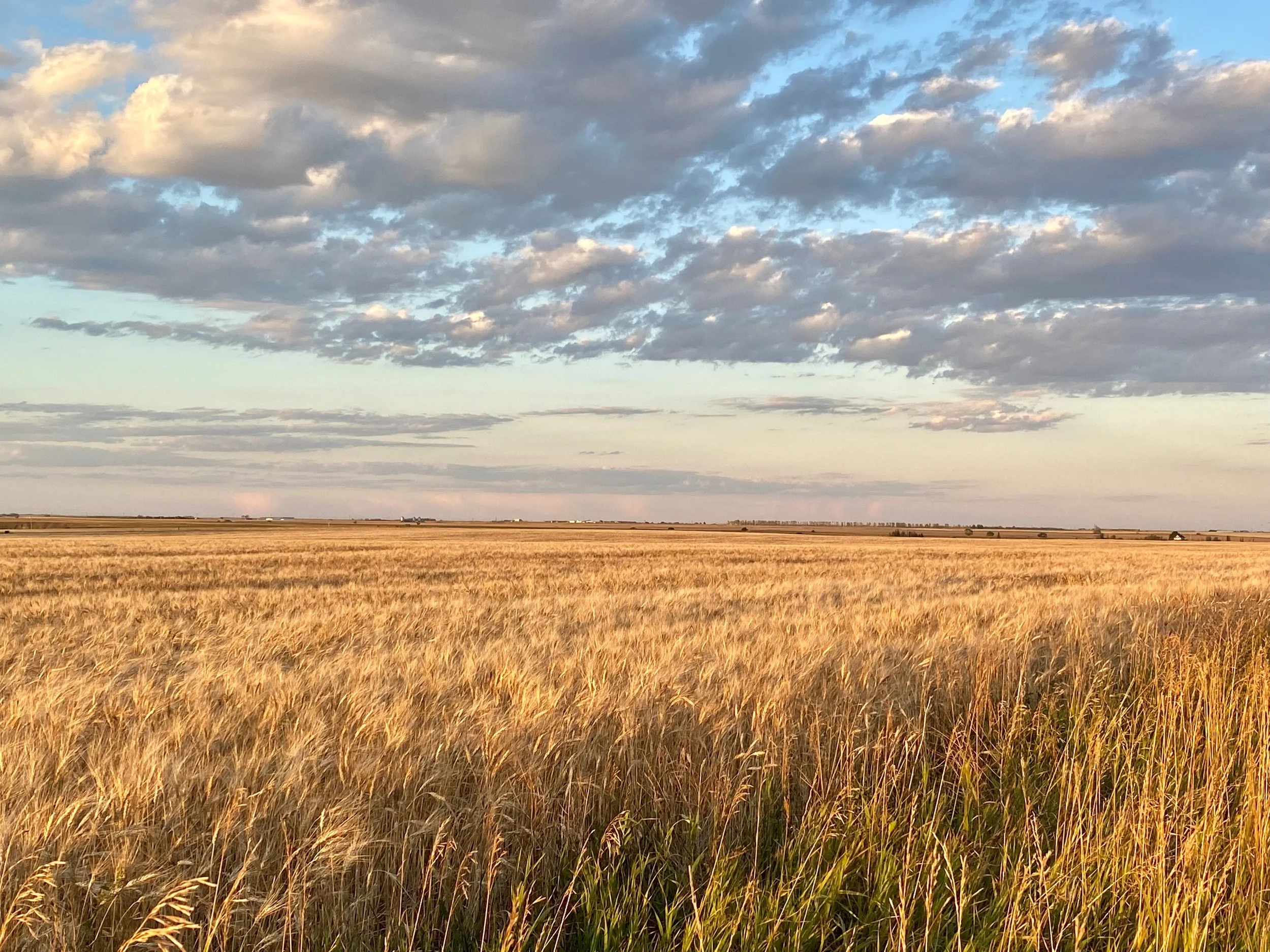 A vast field of tall golden wheat under a partly cloudy sky during late afternoon or early evening.