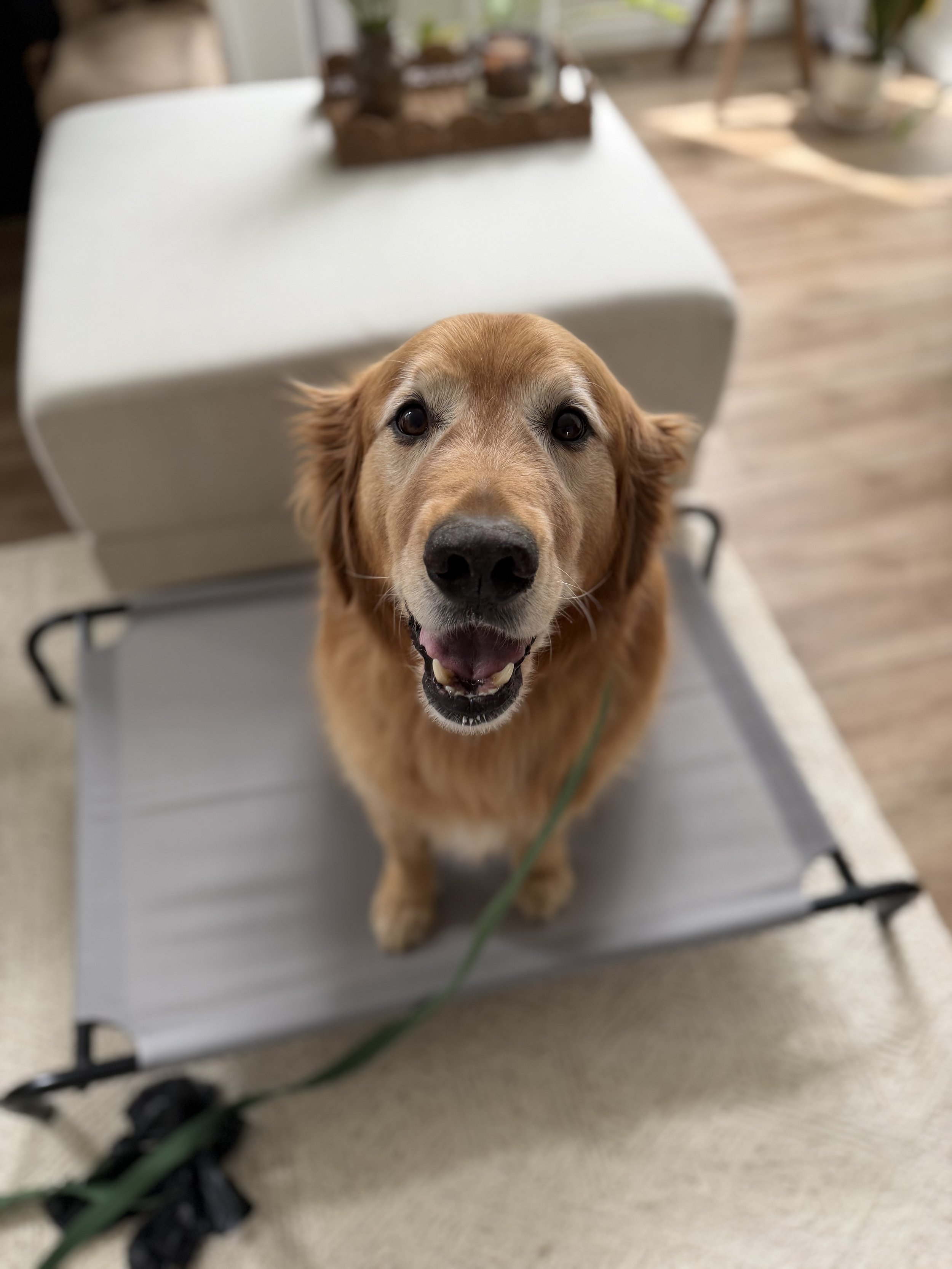A golden retriever dog standing on a gray place bed in a living room, with a happy expression and open mouth.