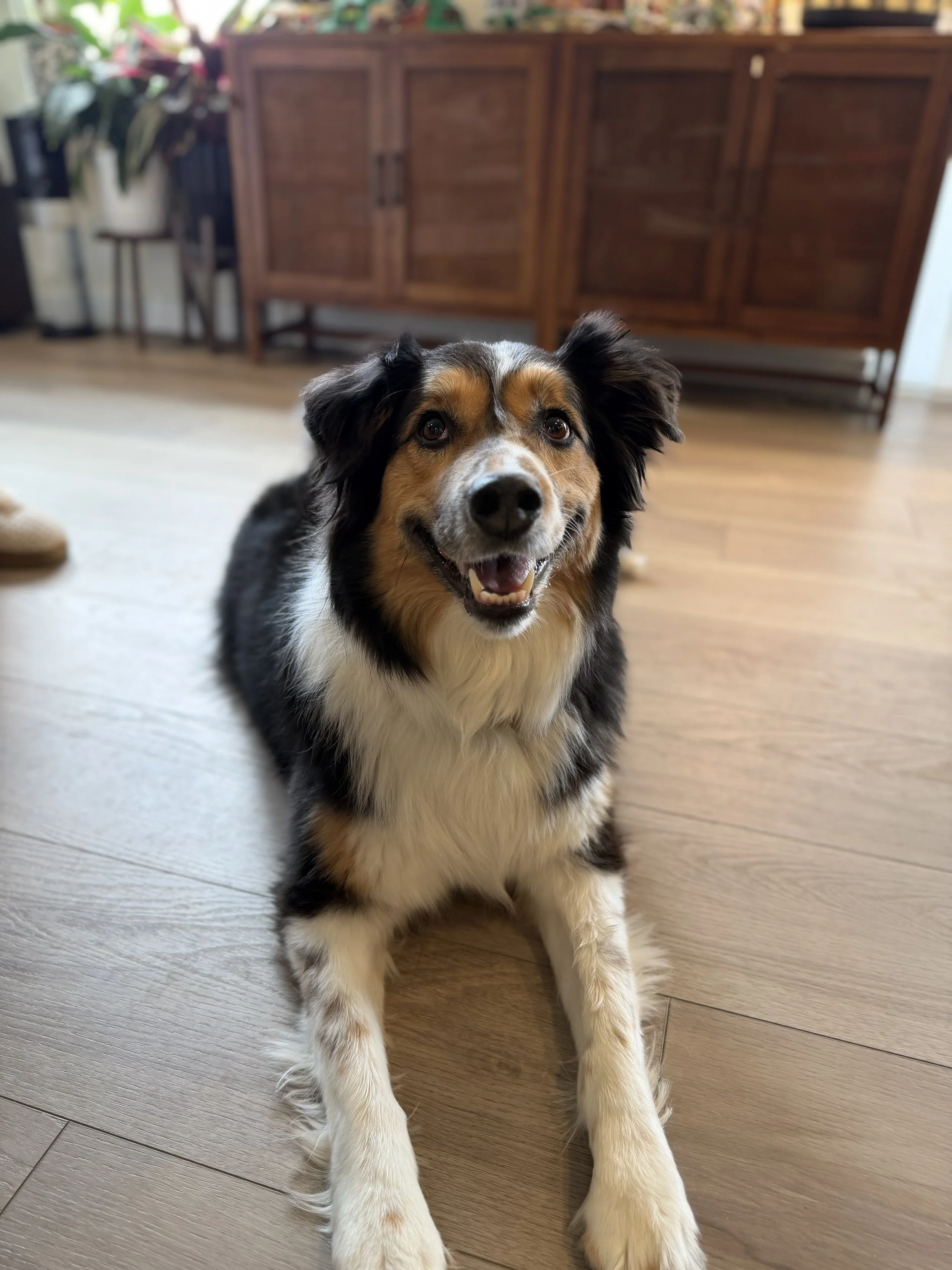 A happy Australian Shepherd puppy sitting on a wooden floor indoors, smiling with its mouth open and looking at the camera.