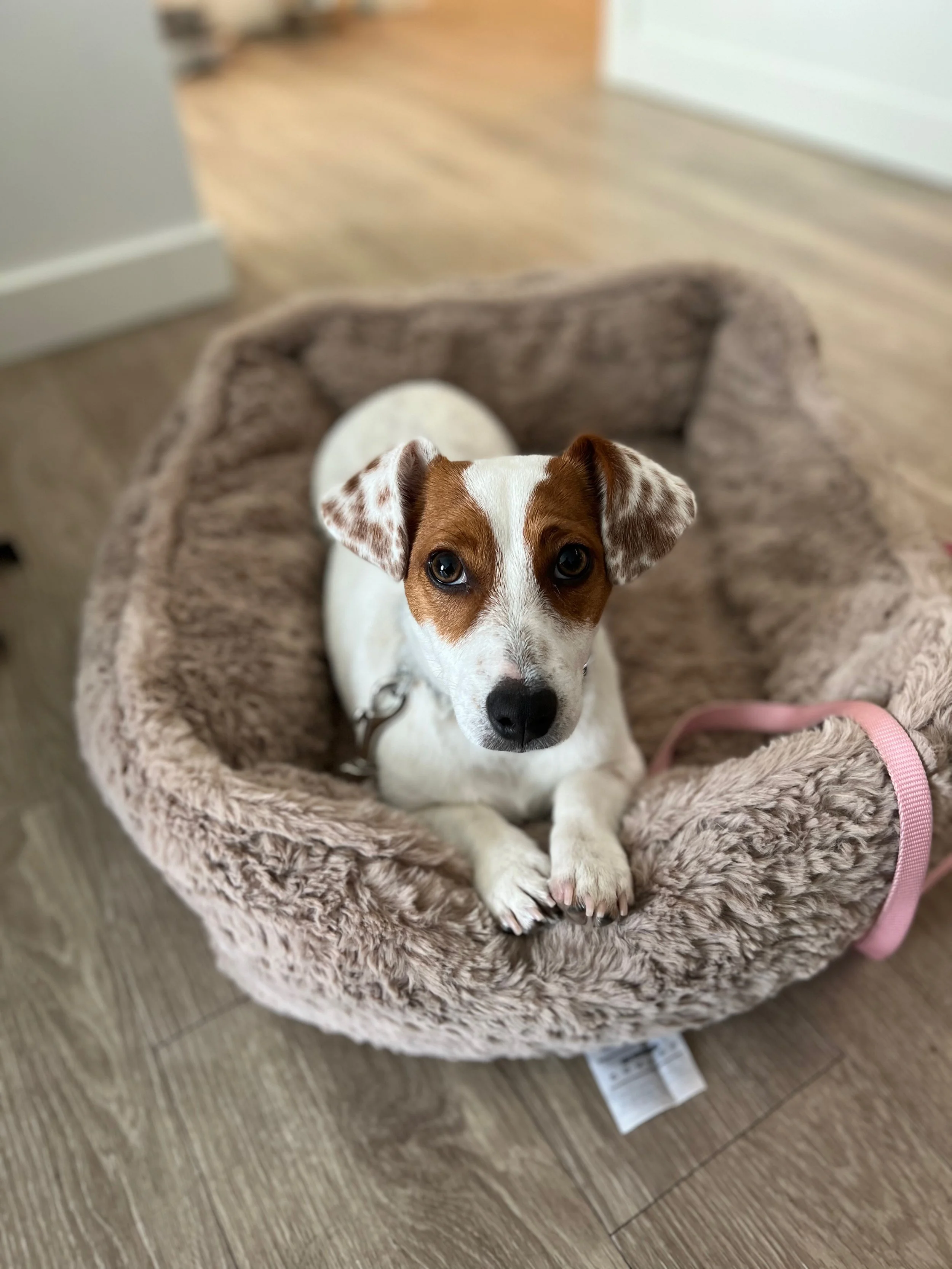 A Jack Russel Terrier with brown and white fur sitting inside a fluffy, beige pet bed on a wooden floor.