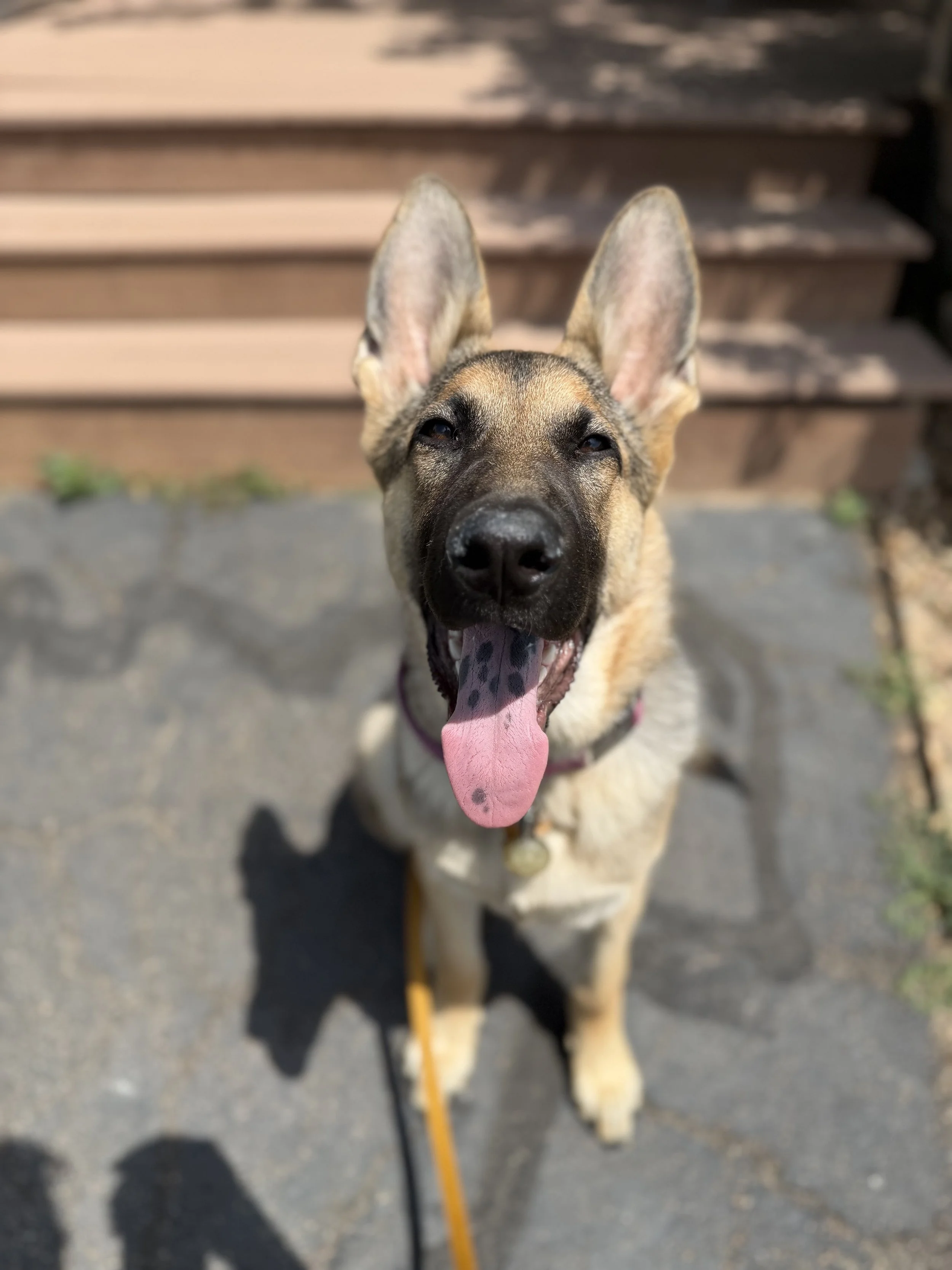 A German Shepherd dog with its mouth open and tongue out, standing outdoors on a paved surface, with stairs in the background.