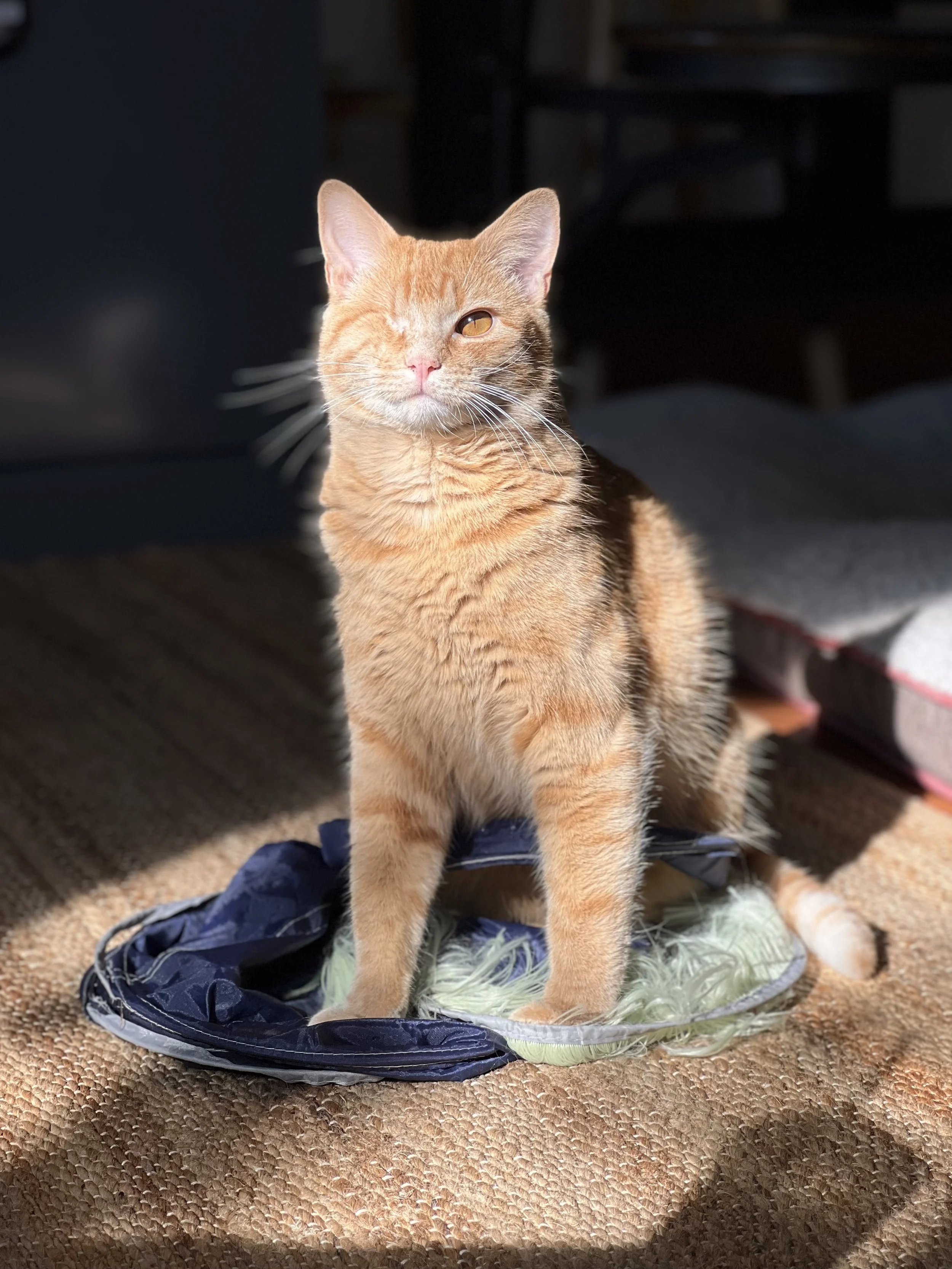 A ginger tabby cat with one eye closed, sitting on a soft mat or blanket, with sunlight illuminating its face and a blurred background of furniture and flooring.