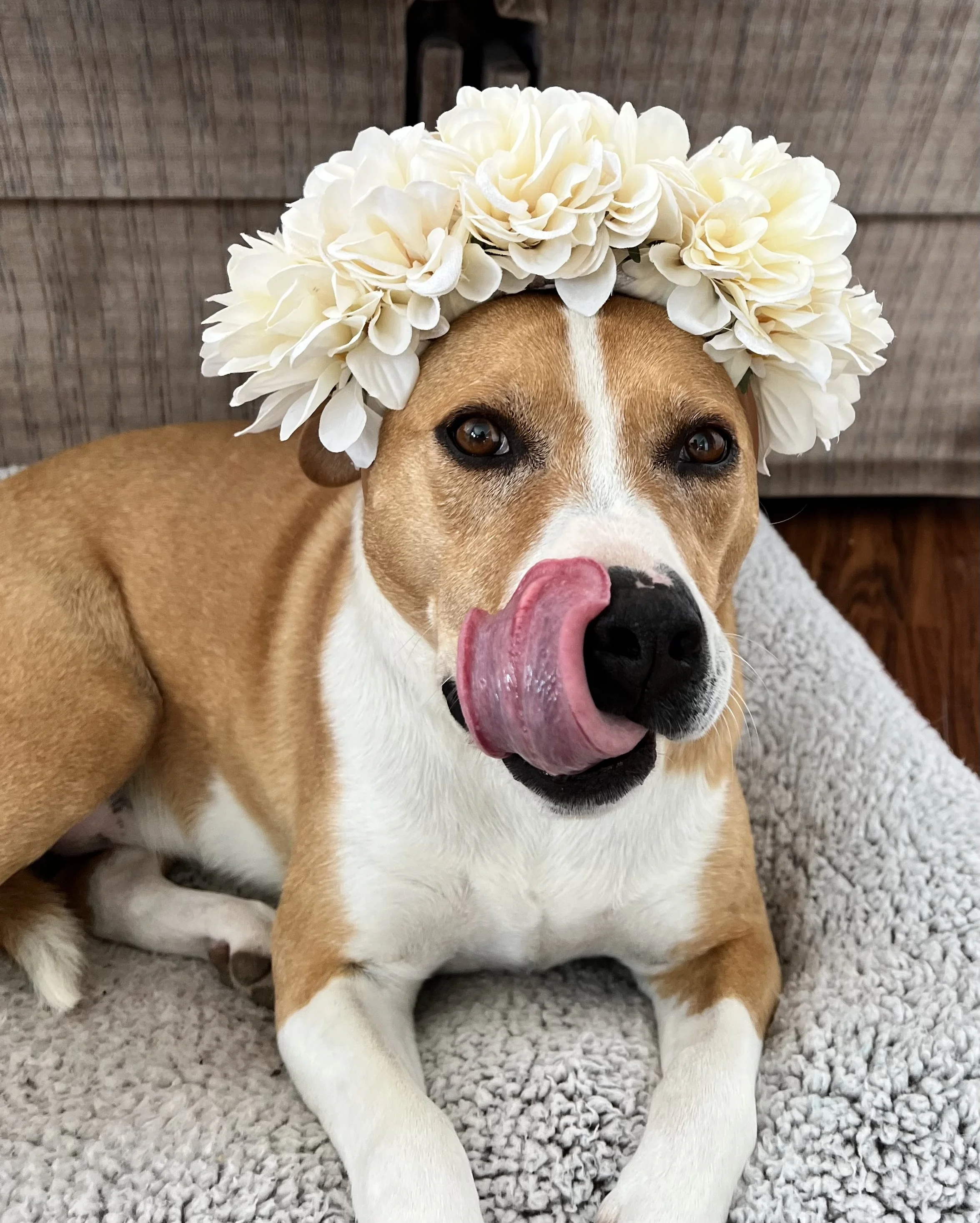 A brown and white dog wearing a flower crown made of white hydrangea flowers, sitting on a gray textured carpet with a brown wooden wall in the background.