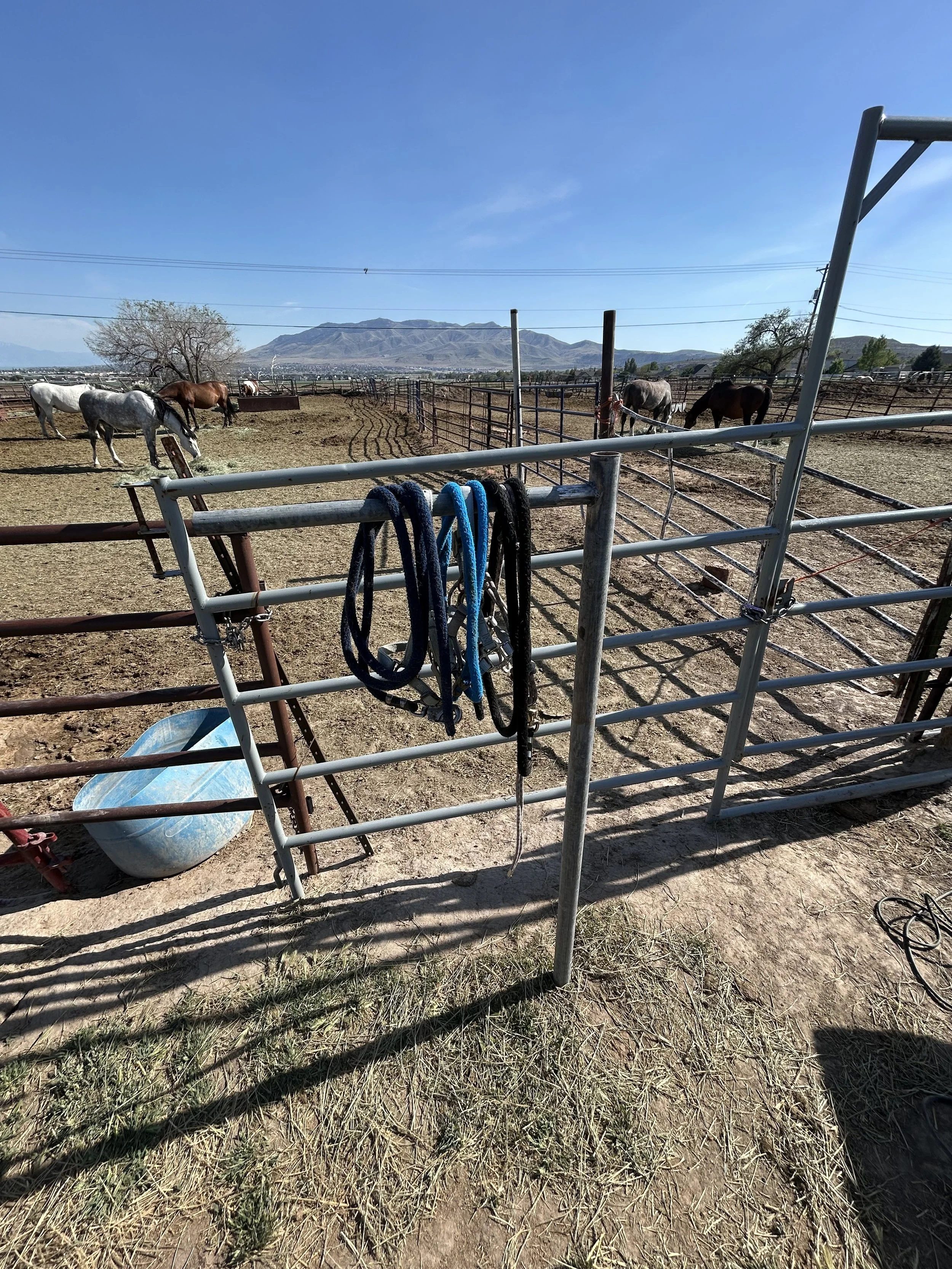 A view of a livestock pen with horses grazing, surrounded by a metal fence, with mountains and a clear blue sky in the background.