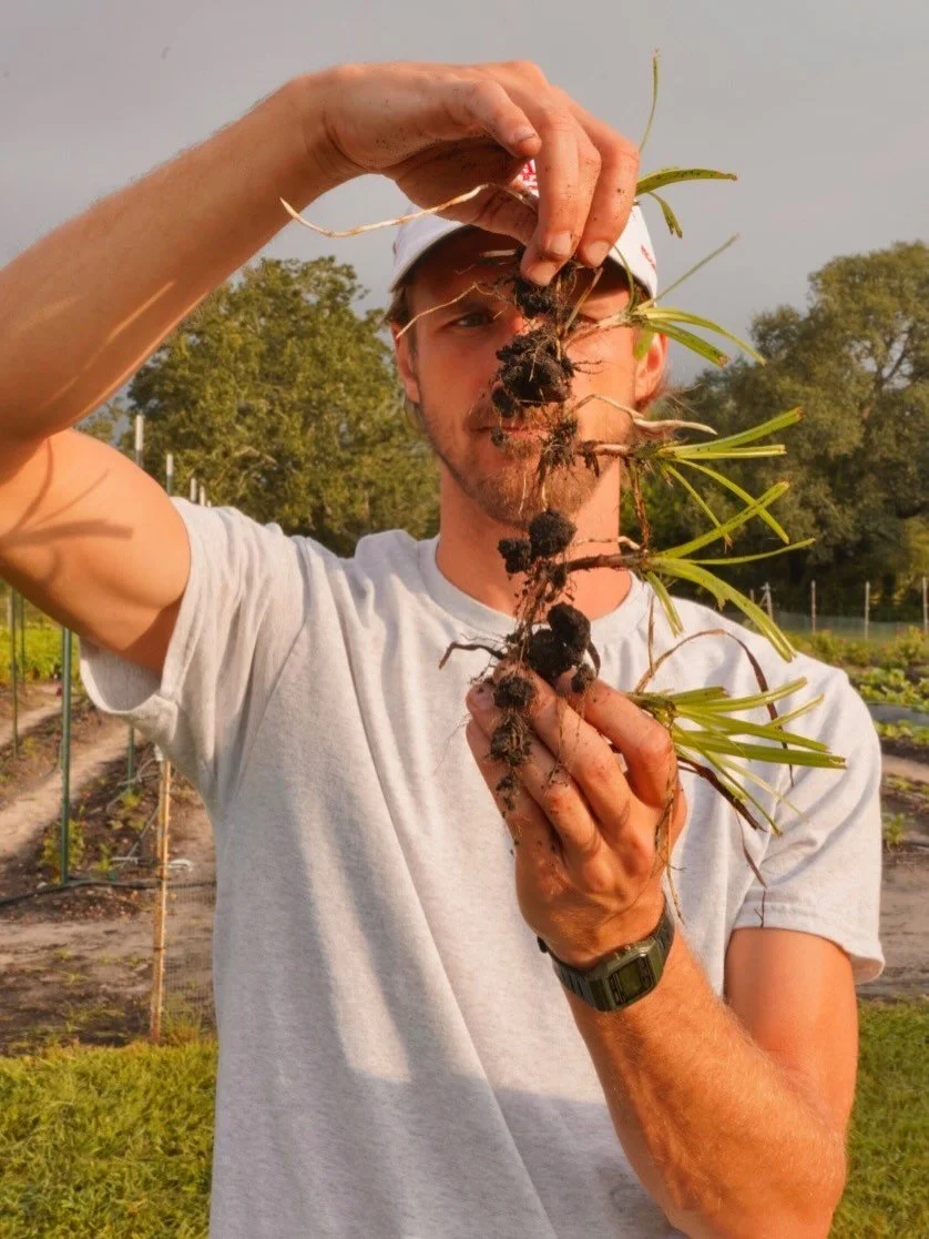 Nutsedge (sometimes called nut grass)  came into my life several years ago. My newest essay on substack, &ldquo;Nutsedge (Part I)&rdquo; tells the story of one of the first times I was introduced to it. 

Part II comes out next Friday. If you&rsquo;d