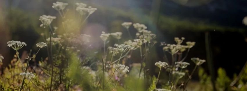Wildflowers growing in a field with a blurred background and sunlight filtering through.