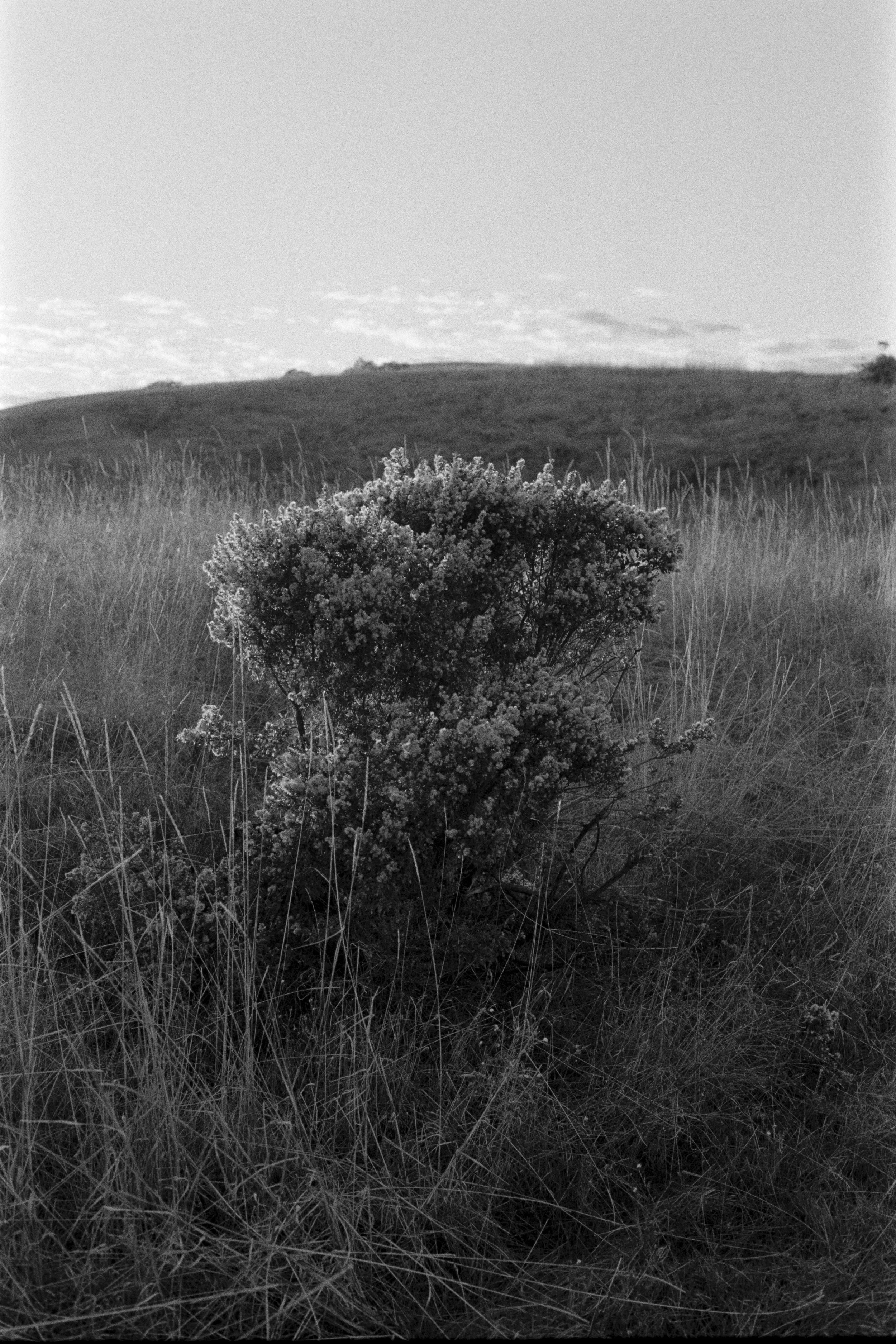 2025 - 2126 - HP5 - Fremont, Laguna Seca-010-positive.jpg