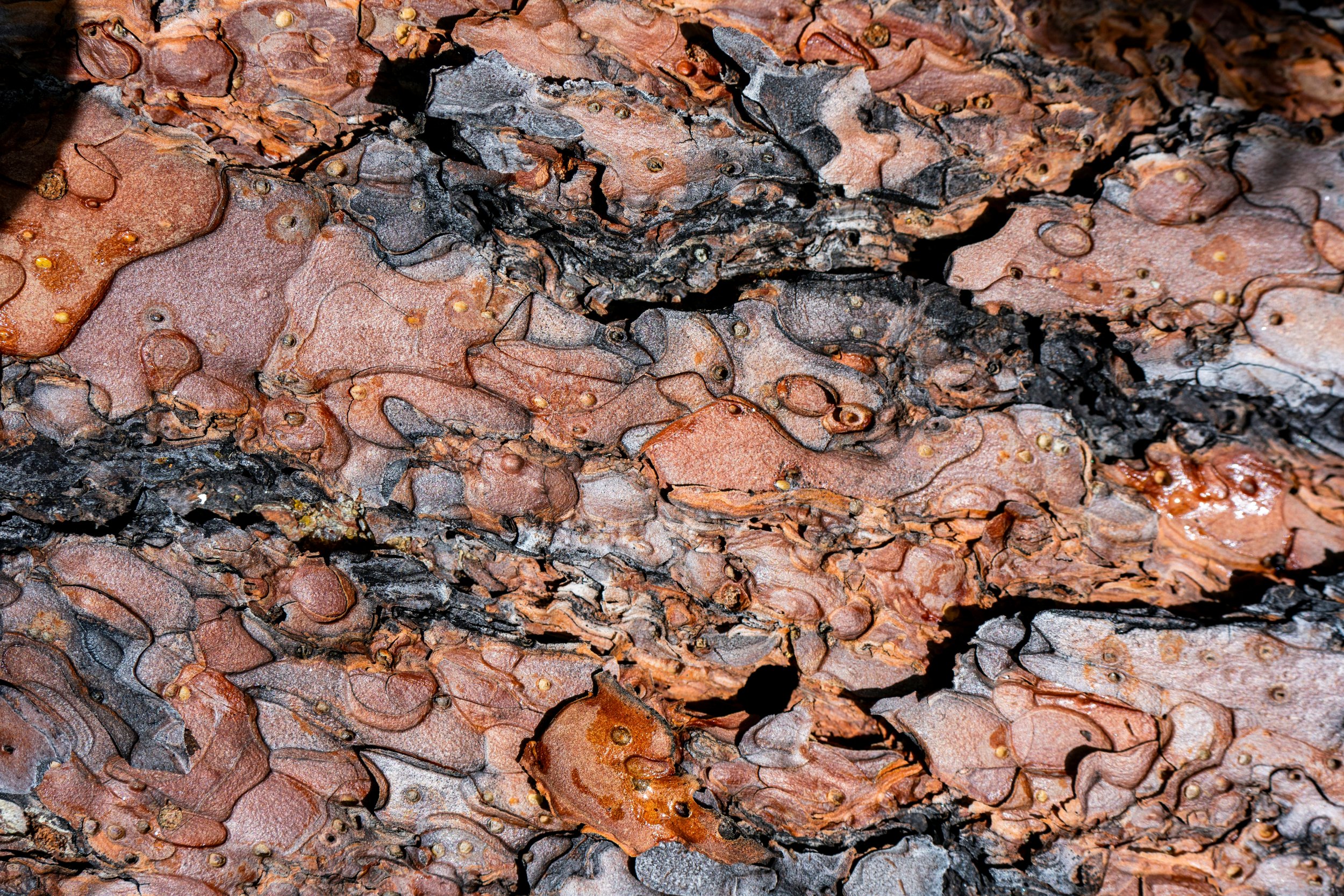 Bark Swirls