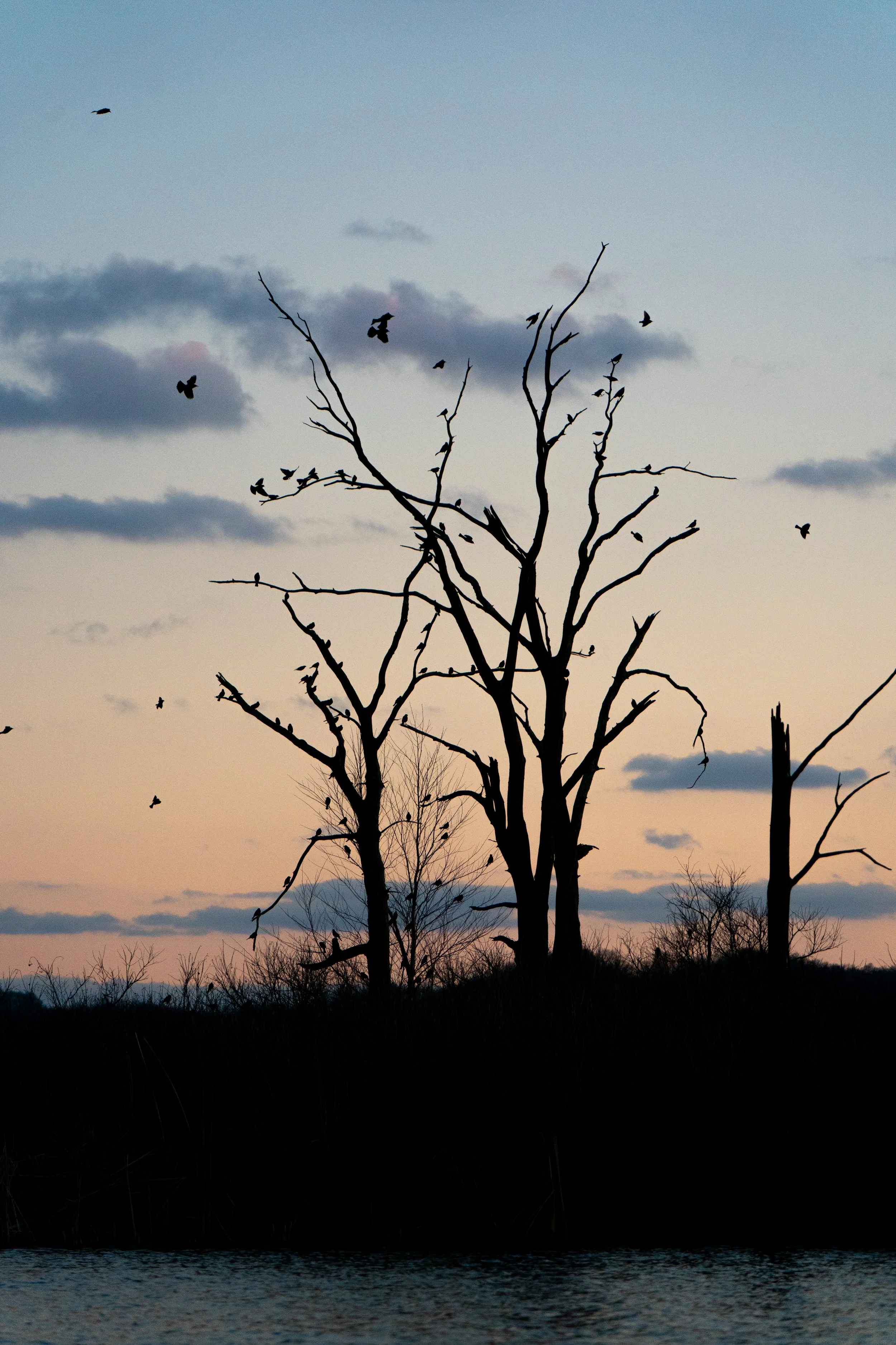 A Roost for the Night