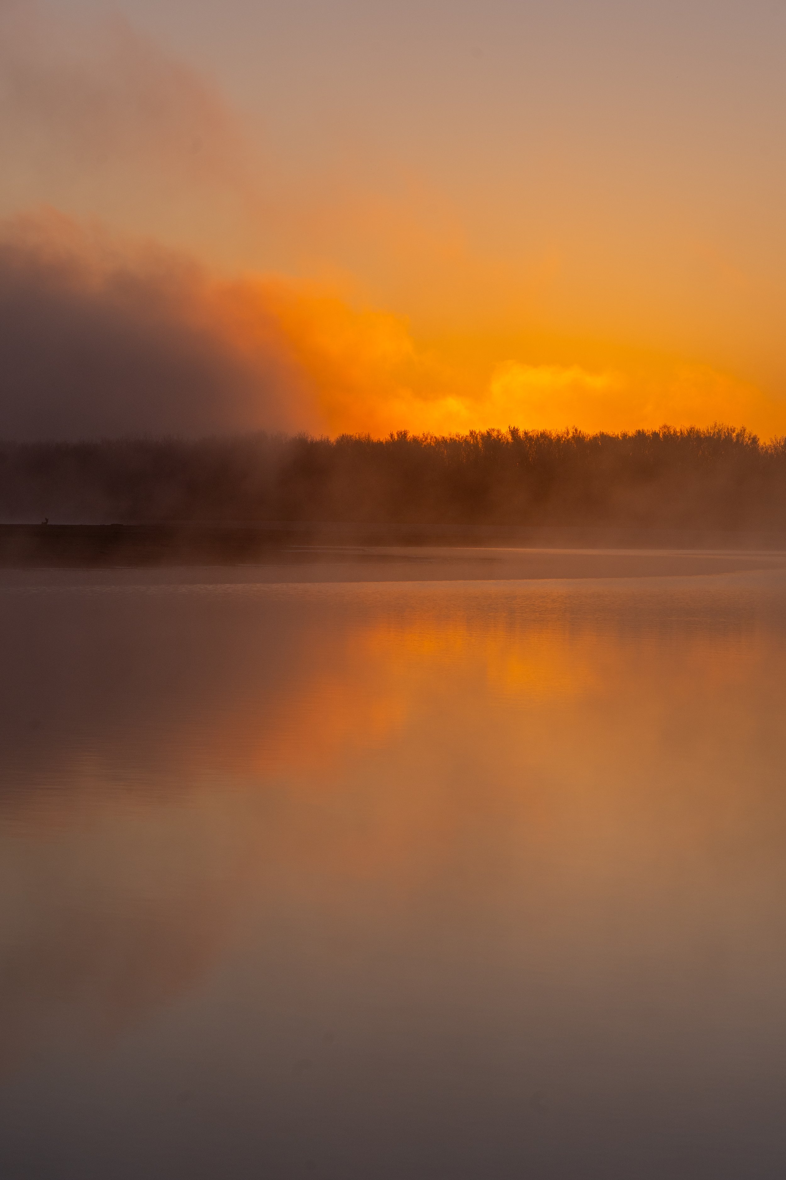 Orange Fog