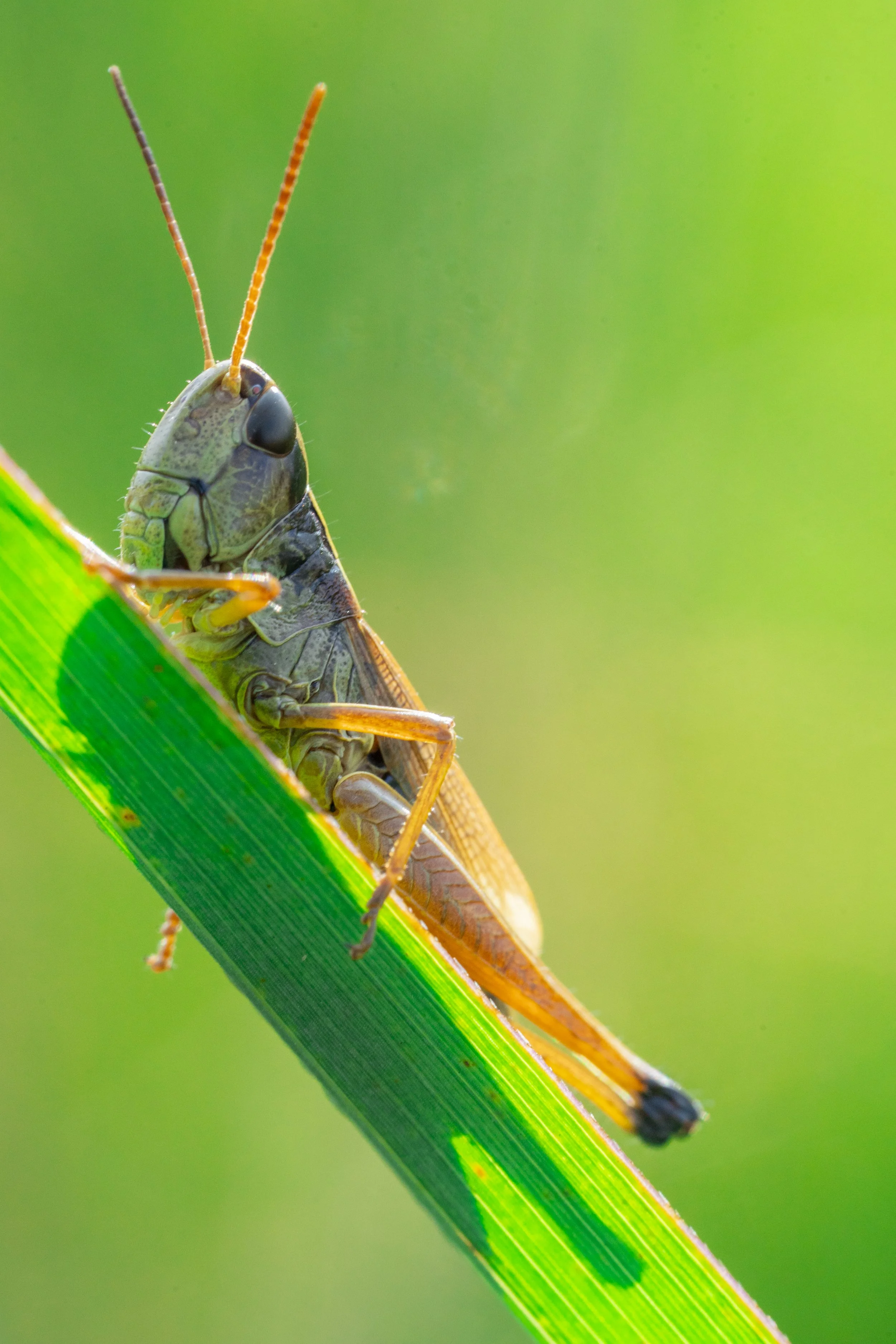 Mighty Grasshopper