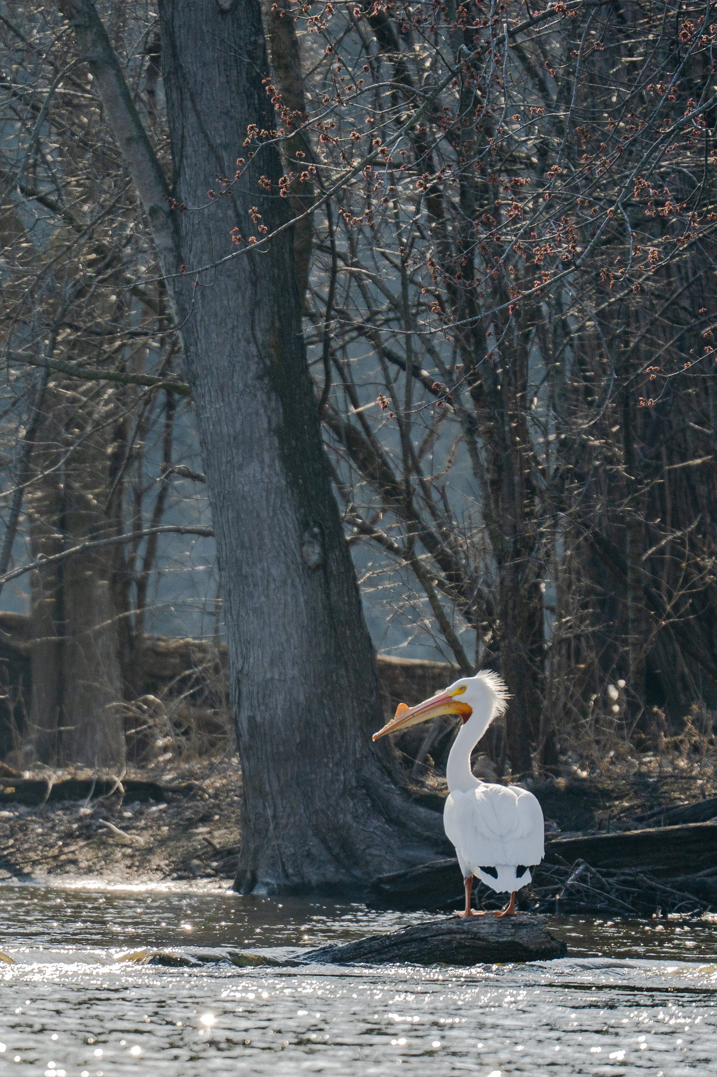 Rock River Pelican