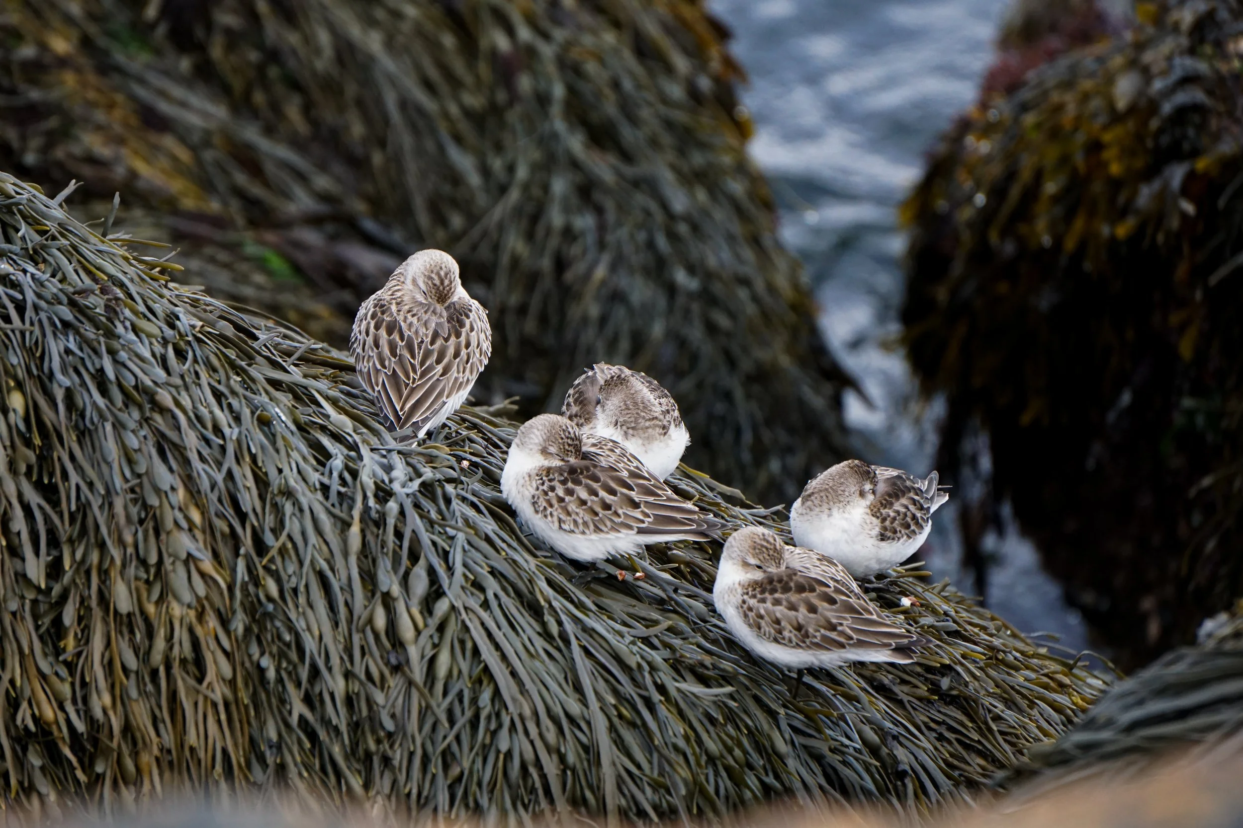 Sleepy Sandpipers