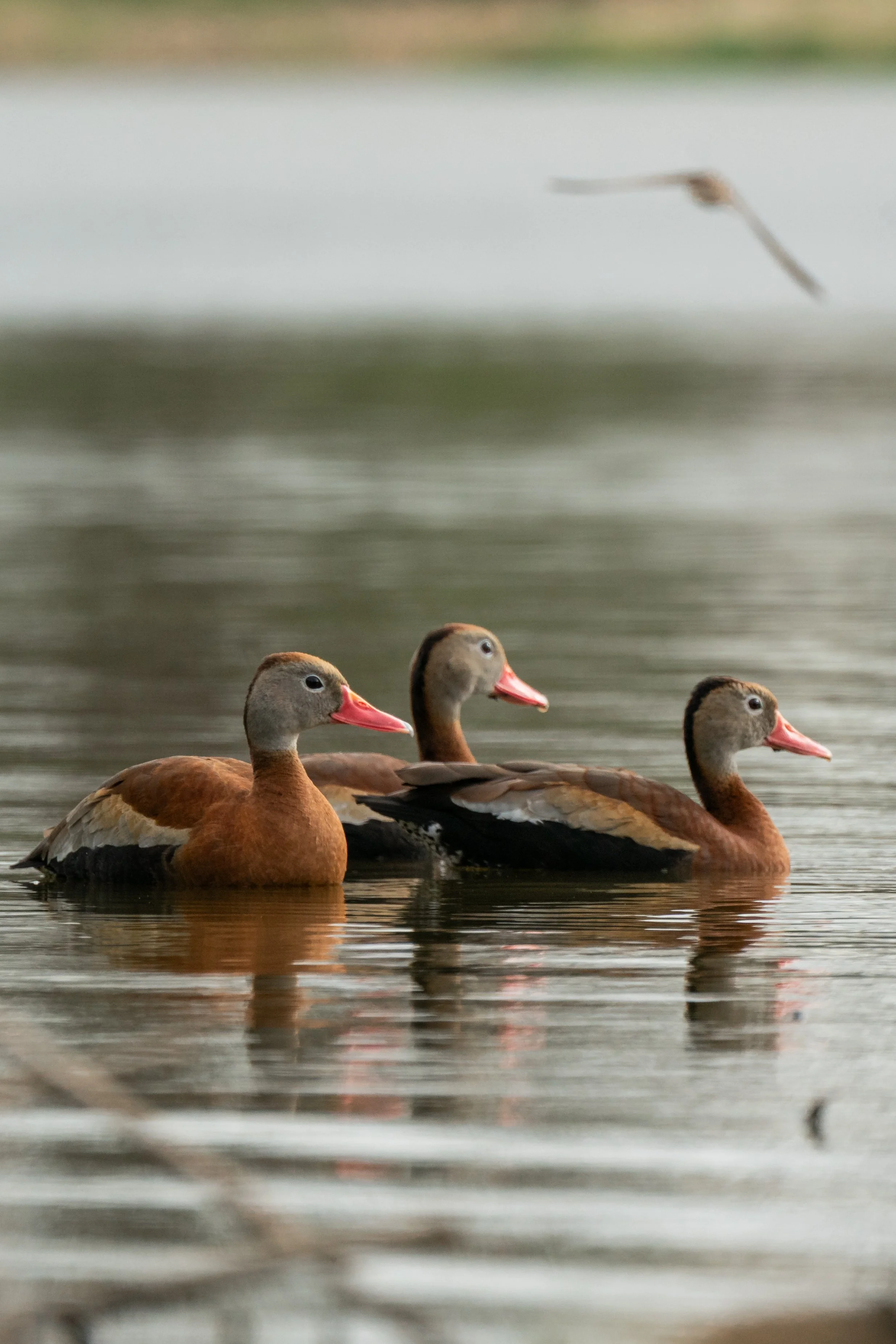 3 Whistling Ducks rest on a pond a long way from their usual home in Florida. A swallow flies by in the background to view the tourists. Madison, Wisconsin.
