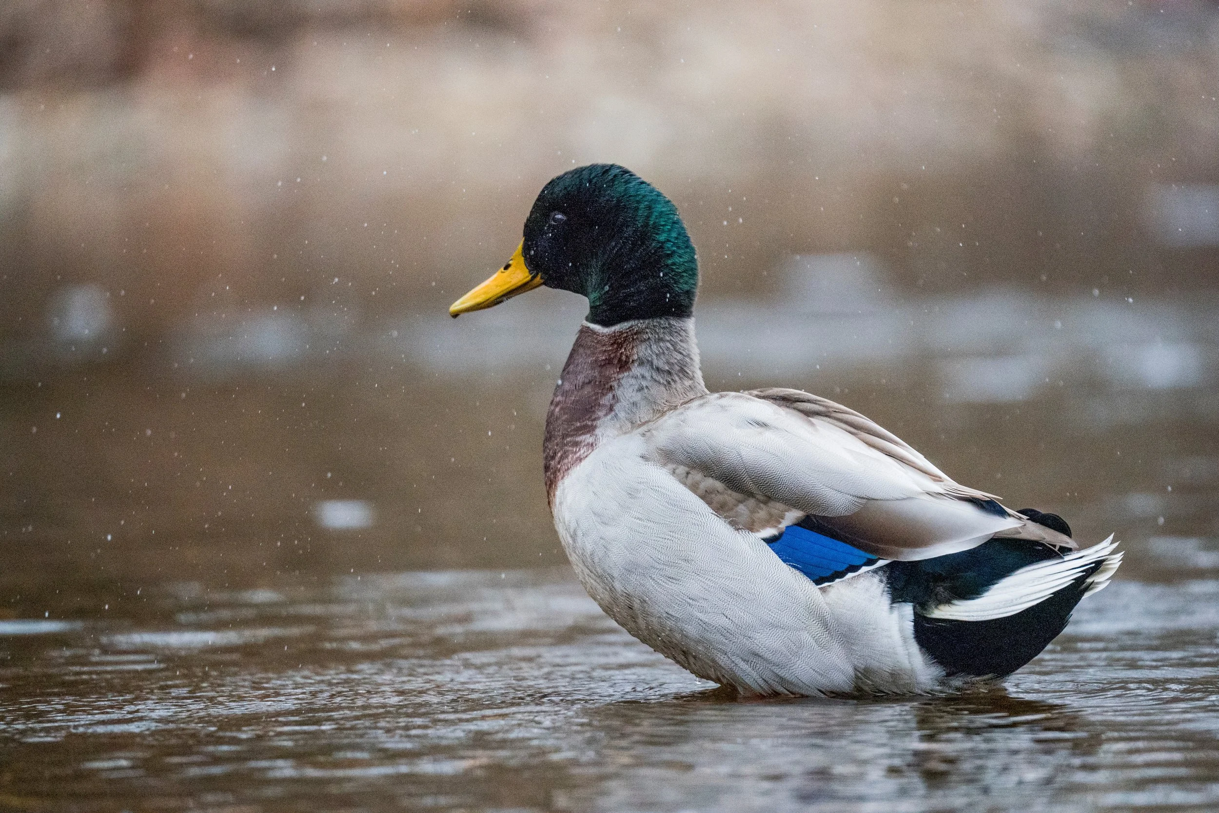Dry as a Duck